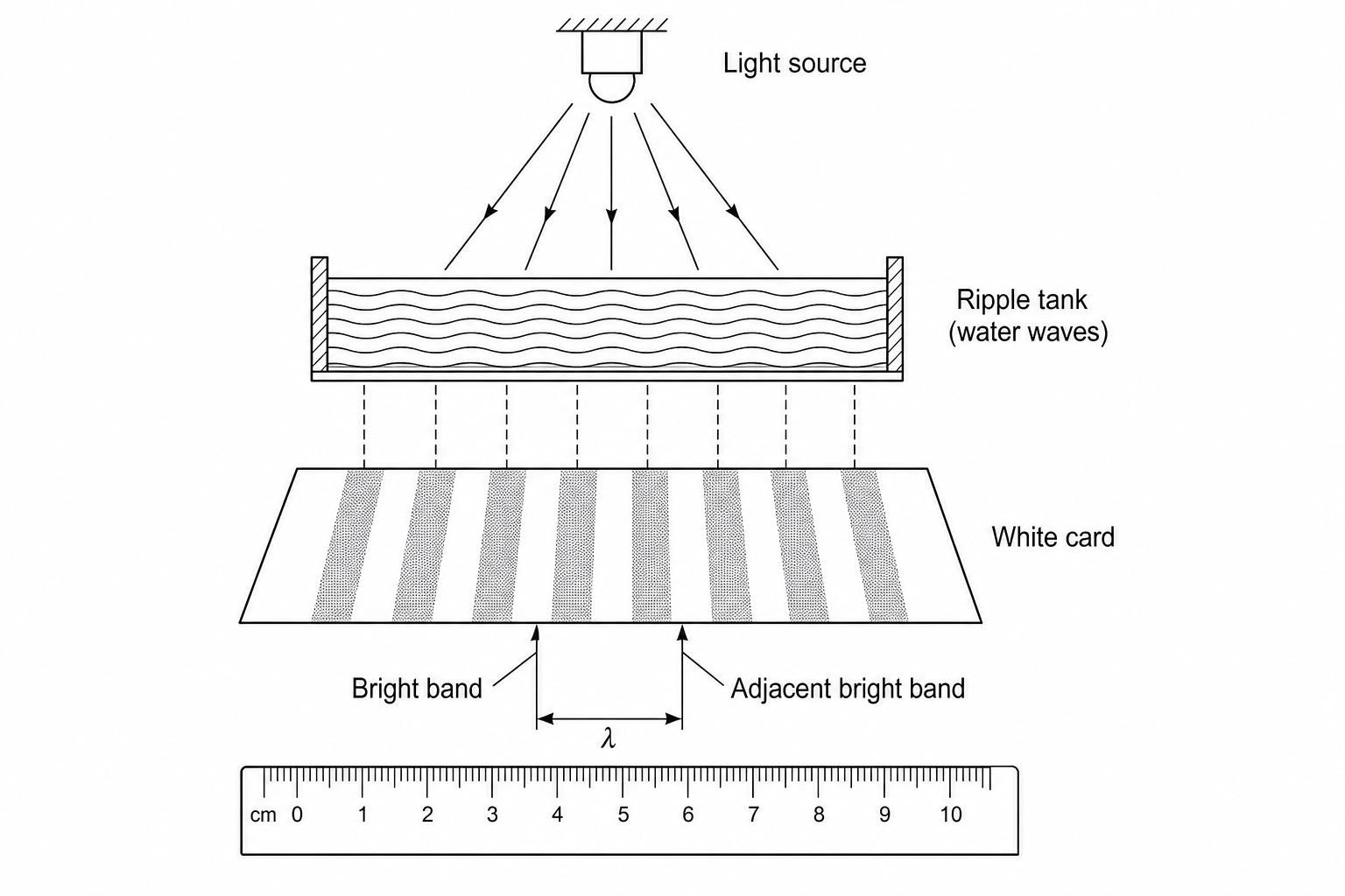 A schematic diagram of a ripple tank. A light source above the tank projects parallel light rays down through the water containing waves. Below the tank, a sheet of white paper shows a pattern of alternating parallel bright and dark bands. A ruler is placed next to the pattern, showing a measurement from the center of one bright band to the center of the adjacent bright band.