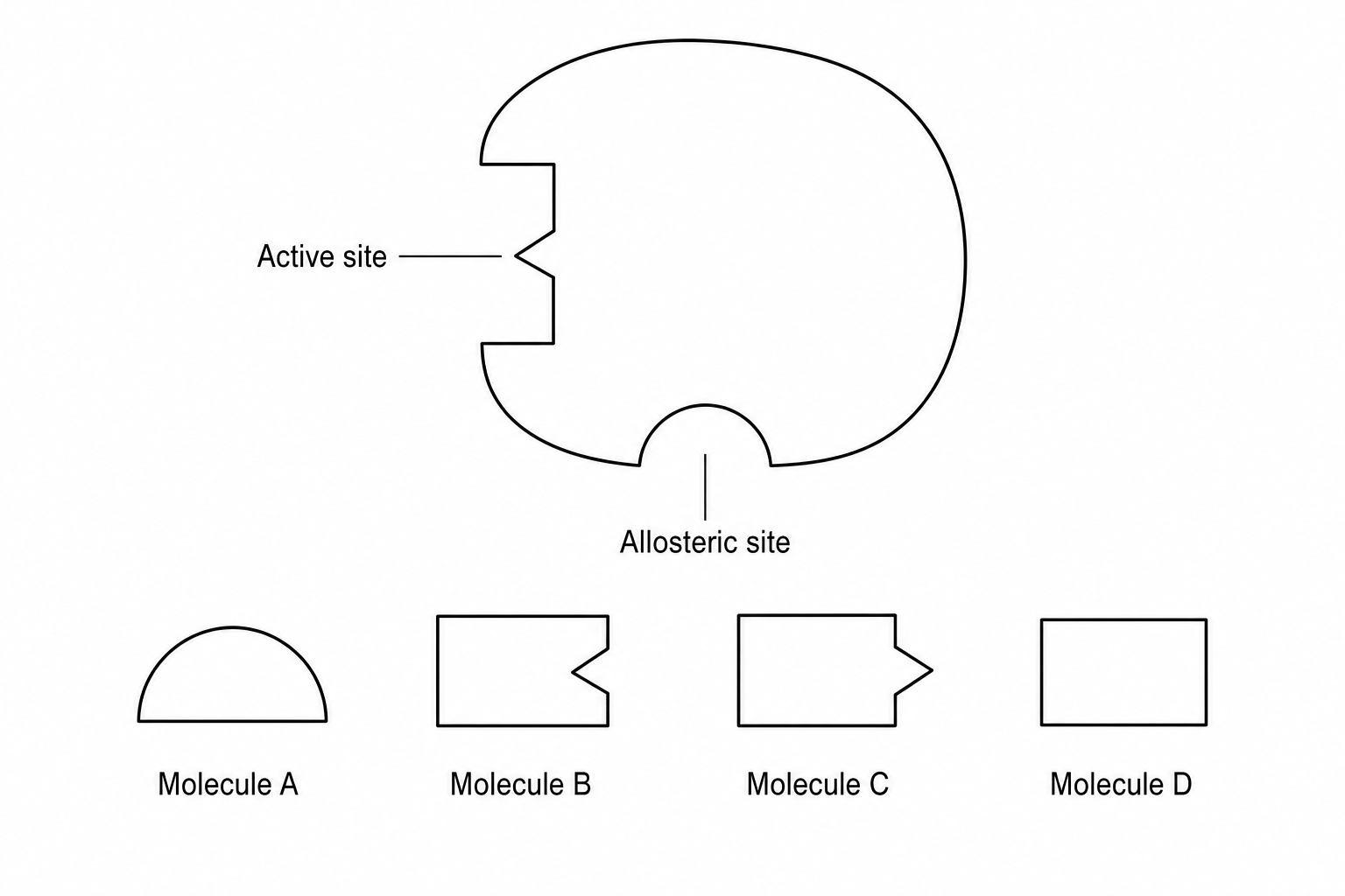 Enzyme and four molecules