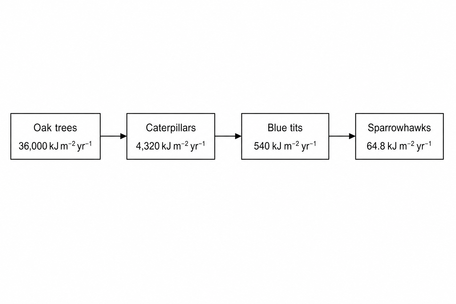 Woodland Food Chain Diagram