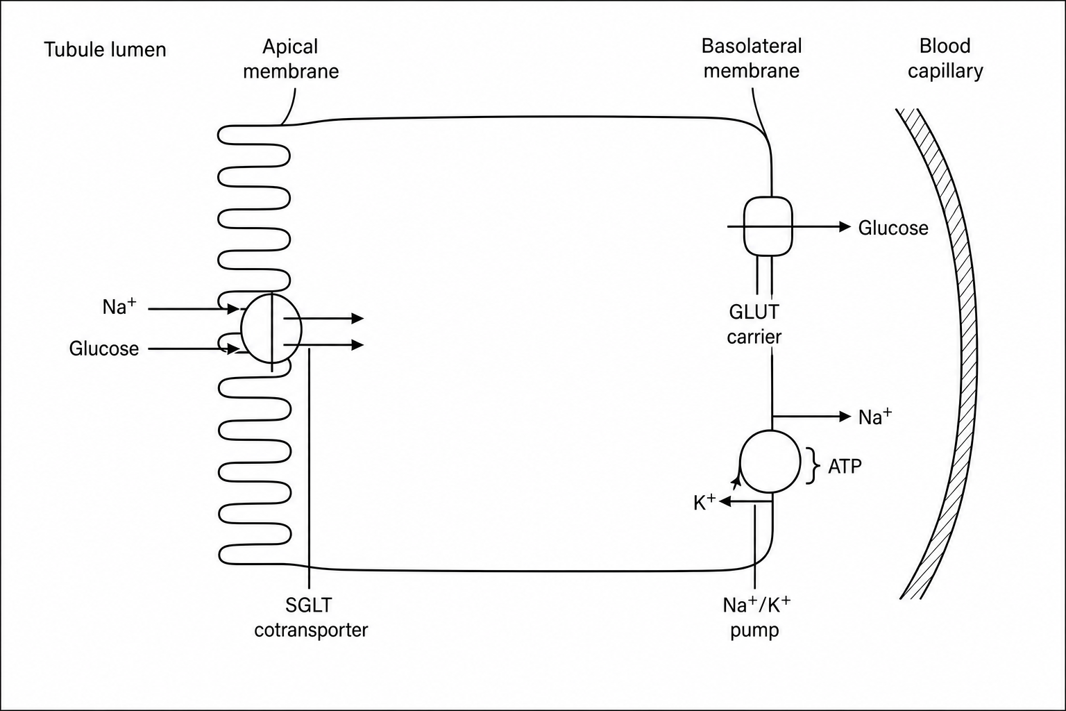 Epithelial cell of the PCT showing selective reabsorption of glucose