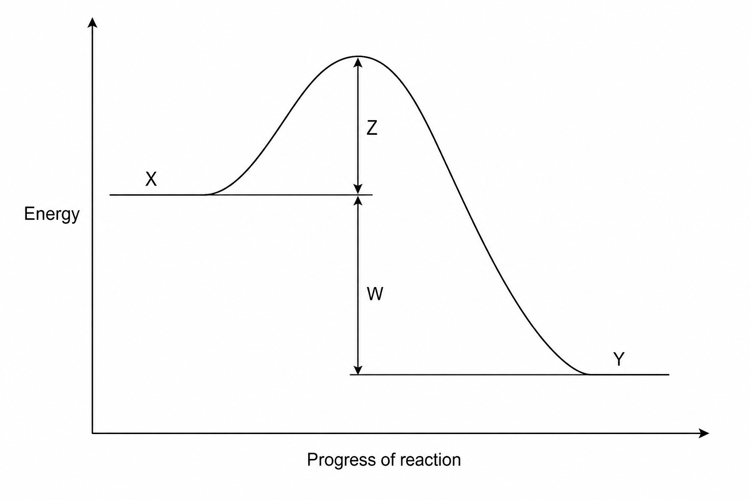 An energy level diagram showing progress of reaction on the x-axis and energy on the y-axis. A horizontal line on the left represents the reactants and is labeled X. The curve rises from the reactants to a peak, and then decreases to a horizontal line on the right representing the products, labeled Y. A vertical double-headed arrow pointing from the reactants line up to the peak is labeled Z. A vertical double-headed arrow pointing from the reactants line down to the products line is labeled W.