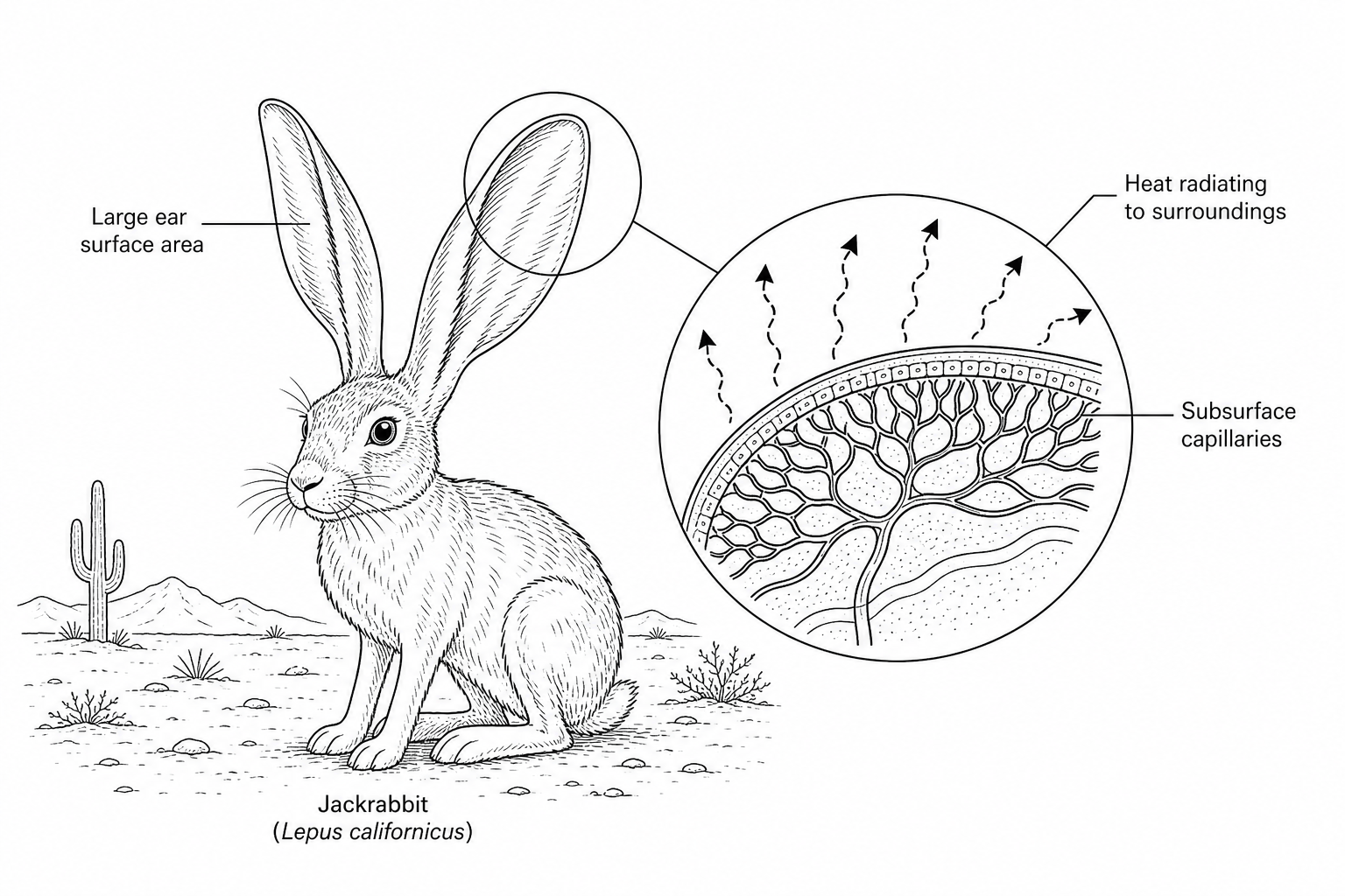 A diagram of a jackrabbit highlighting the vascular structure of its large ears and heat dissipation into the surroundings.