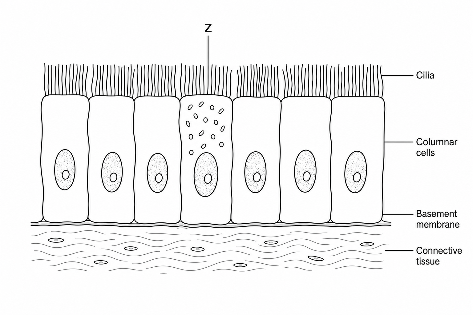 Epithelial tissue diagram showing columnar cells with cell Z labelled, having hair-like cilia on its surface