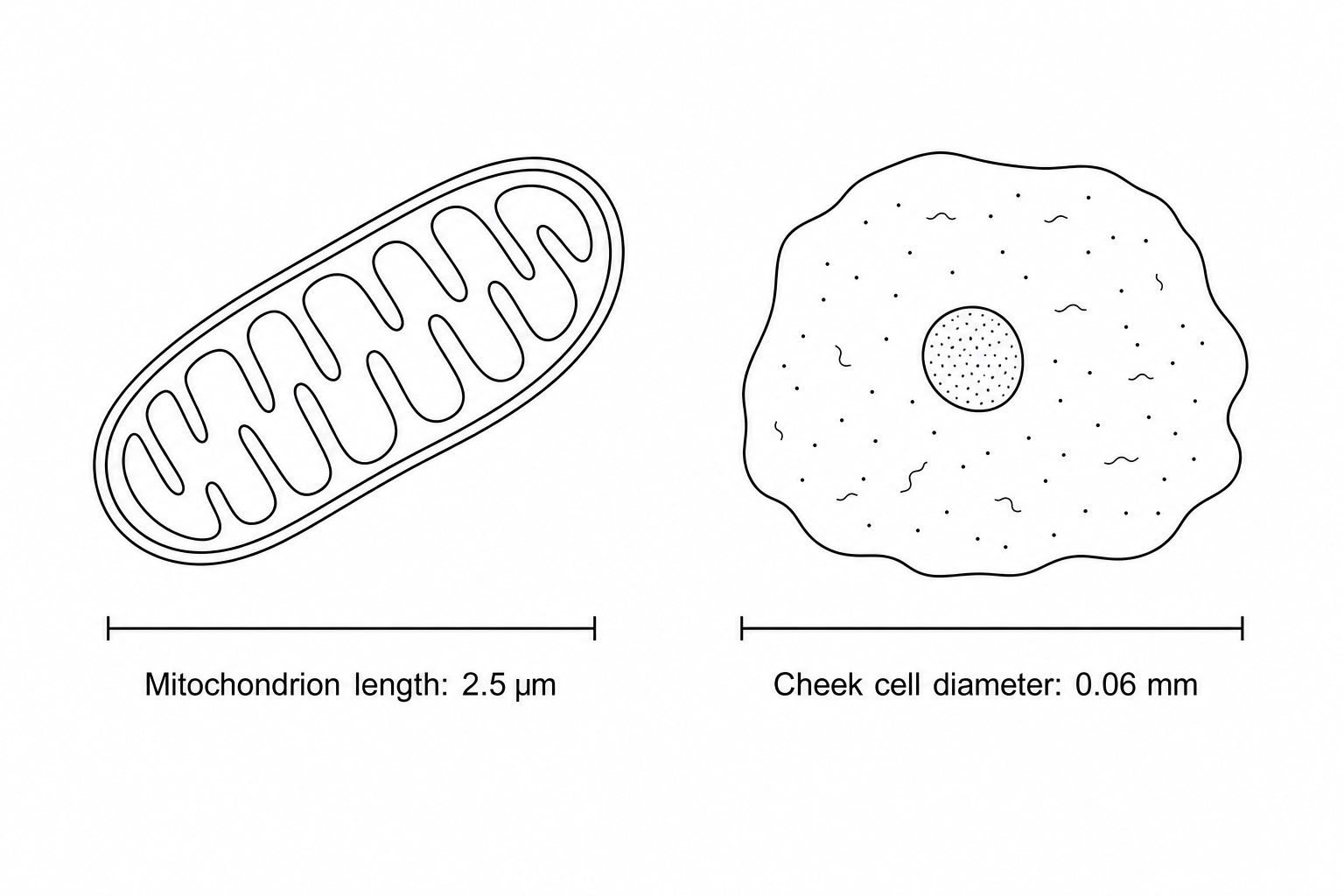 Mitochondrion and cheek cell sizes