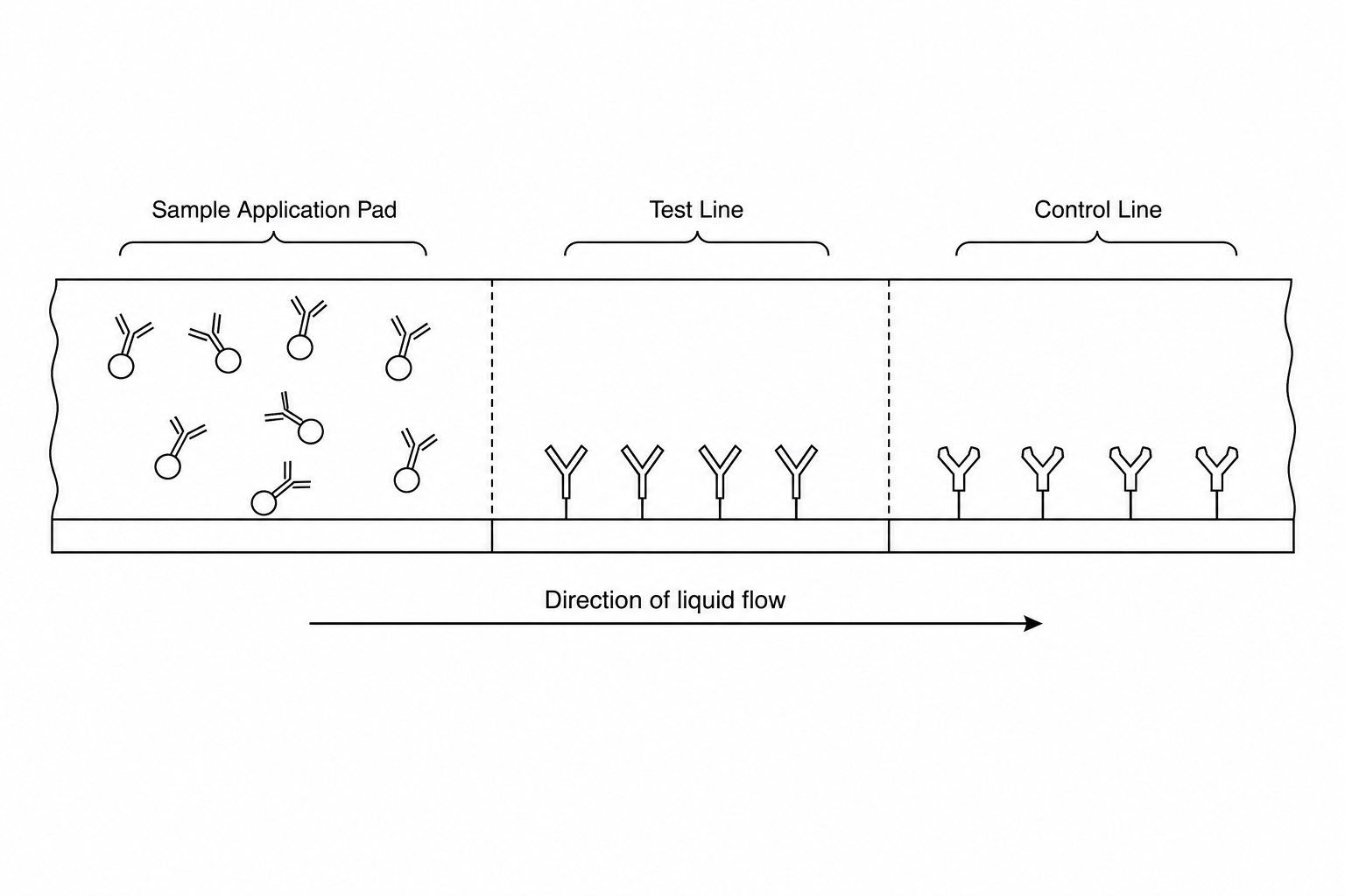 Lateral Flow Test Strip