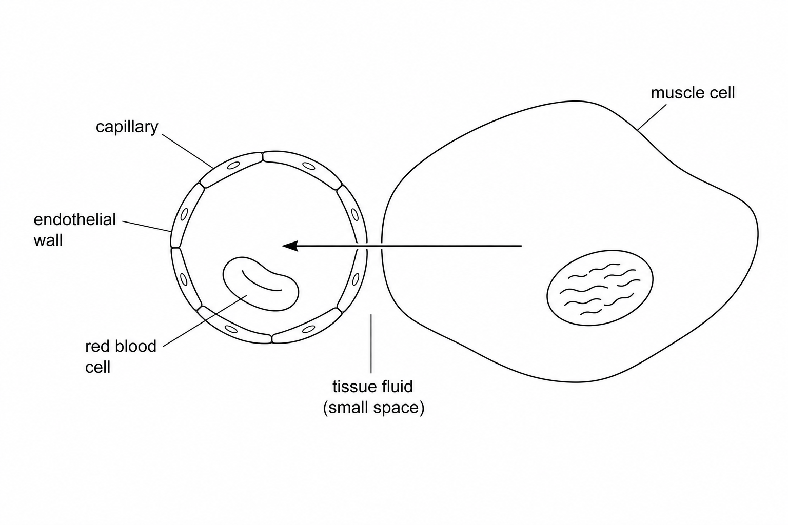 Capillary next to a muscle cell