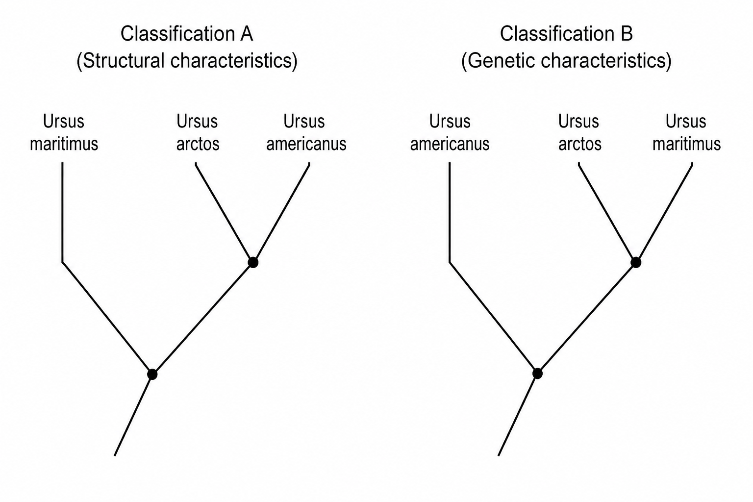 Phylogenetic trees comparing classifications of three bear species. Classification A based on structural characteristics shows Ursus arctos and Ursus americanus on a sister branch, sharing a more recent common ancestor than with Ursus maritimus. Classification B based on genetic characteristics shows Ursus arctos and Ursus maritimus on a sister branch, sharing a more recent common ancestor than with Ursus americanus.