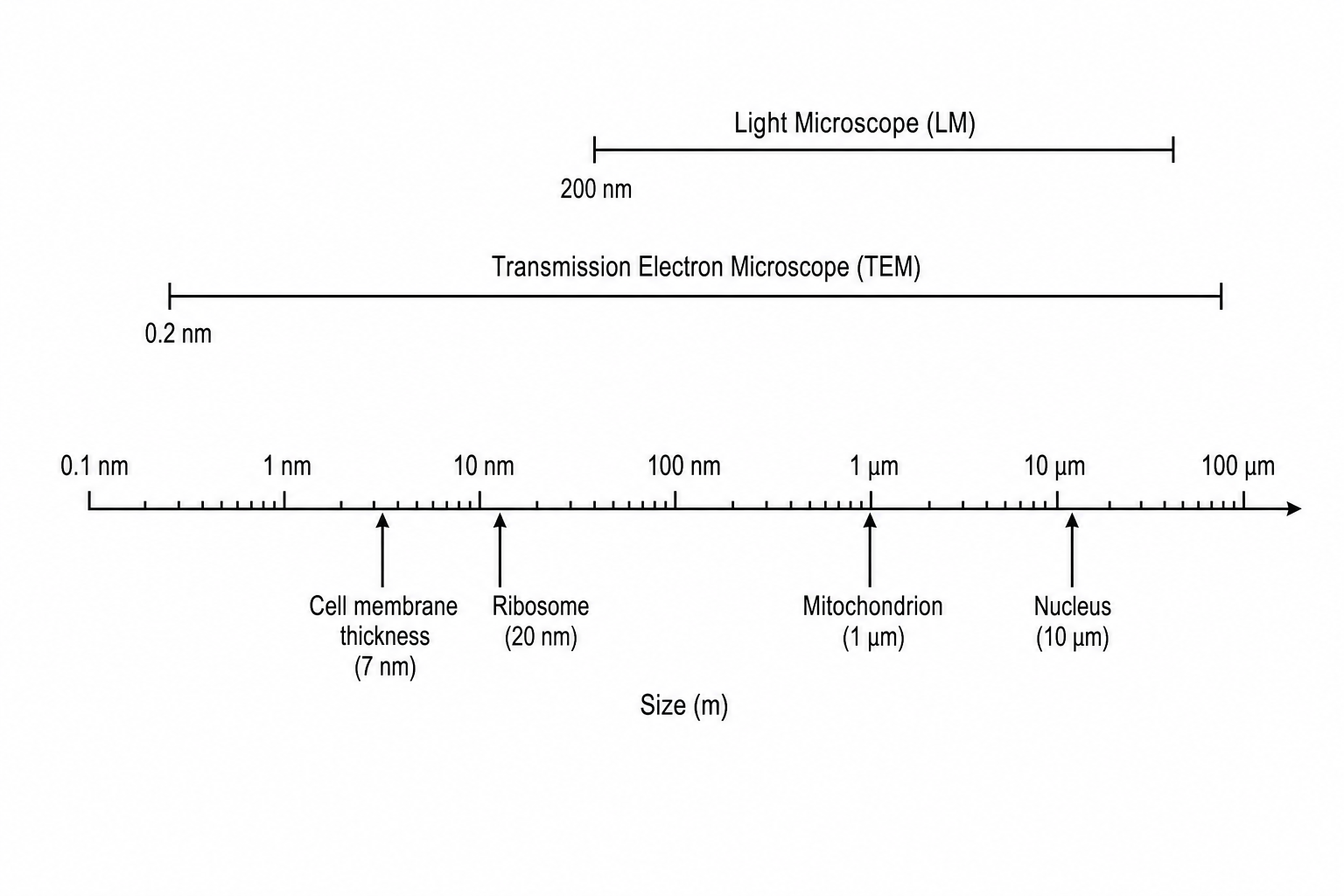 Microscopy and Cell Structures