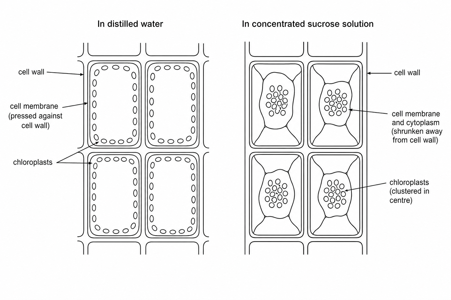 Two panels showing plant cells under a microscope. Panel 1: Cells in distilled water. The cells are rectangular and fully filled; the cell membrane is pressed firmly against the cell wall, and chloroplasts are distributed evenly around the cell periphery. Panel 2: Cells in a concentrated sucrose solution. The cell walls retain their rectangular shape, but the cell membrane and cytoplasm have shrunk away from the walls, clumping in the center of each cell with the chloroplasts clustered densely together.