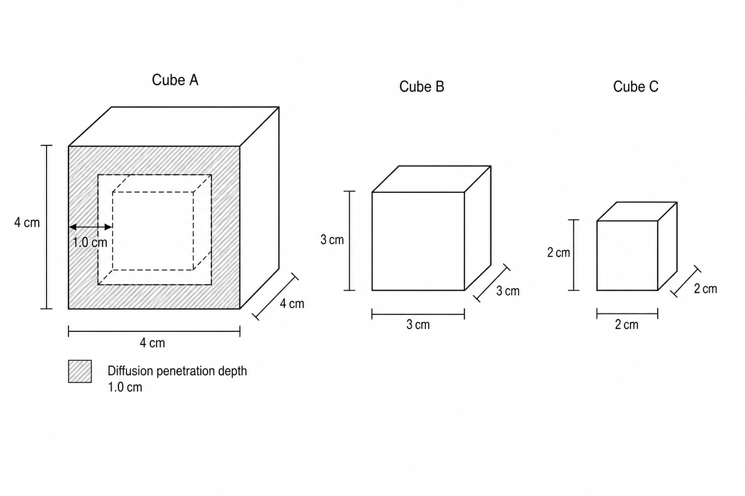 Diffusion into agar cubes