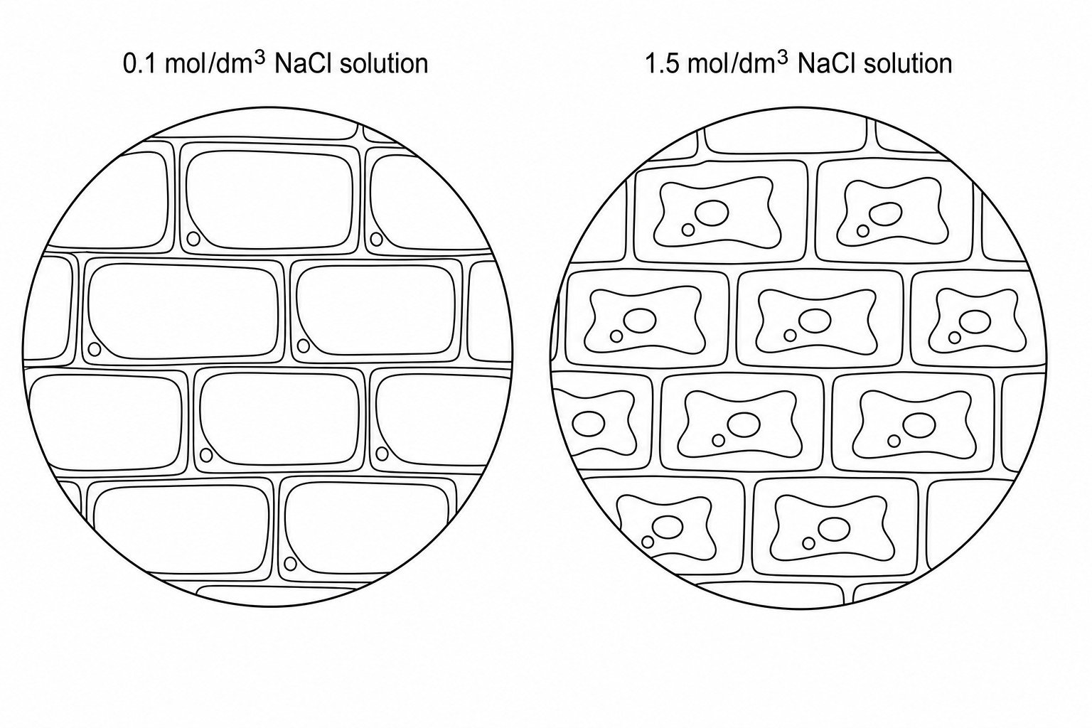 Purple onion epidermal cells in dilute and concentrated NaCl solutions