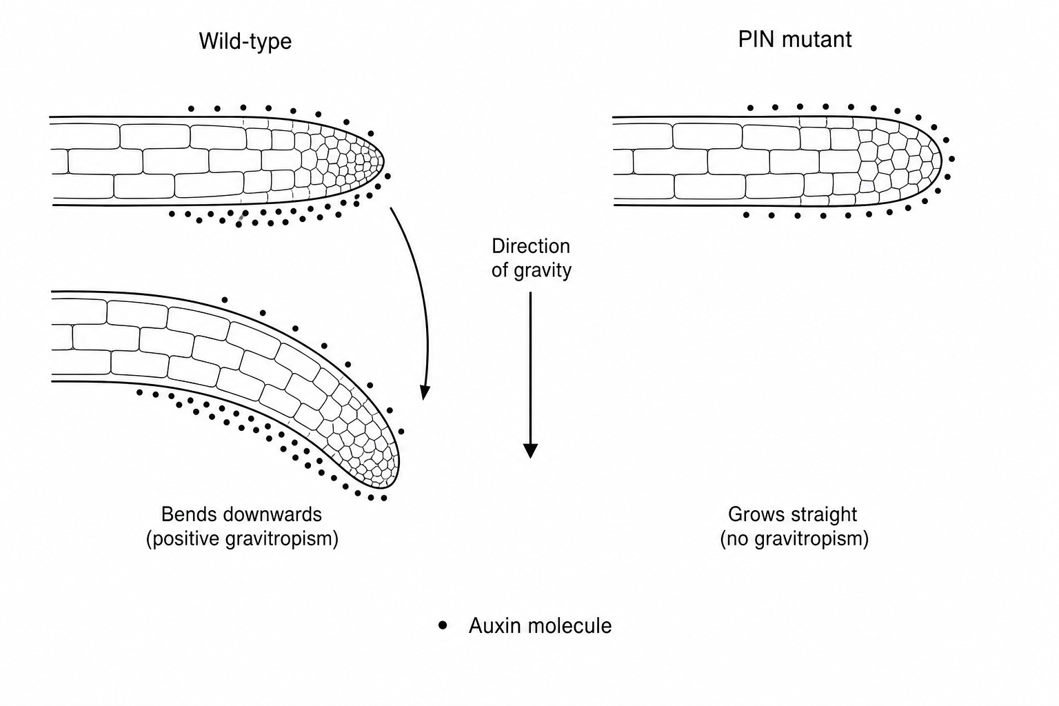 Gravitropism in roots