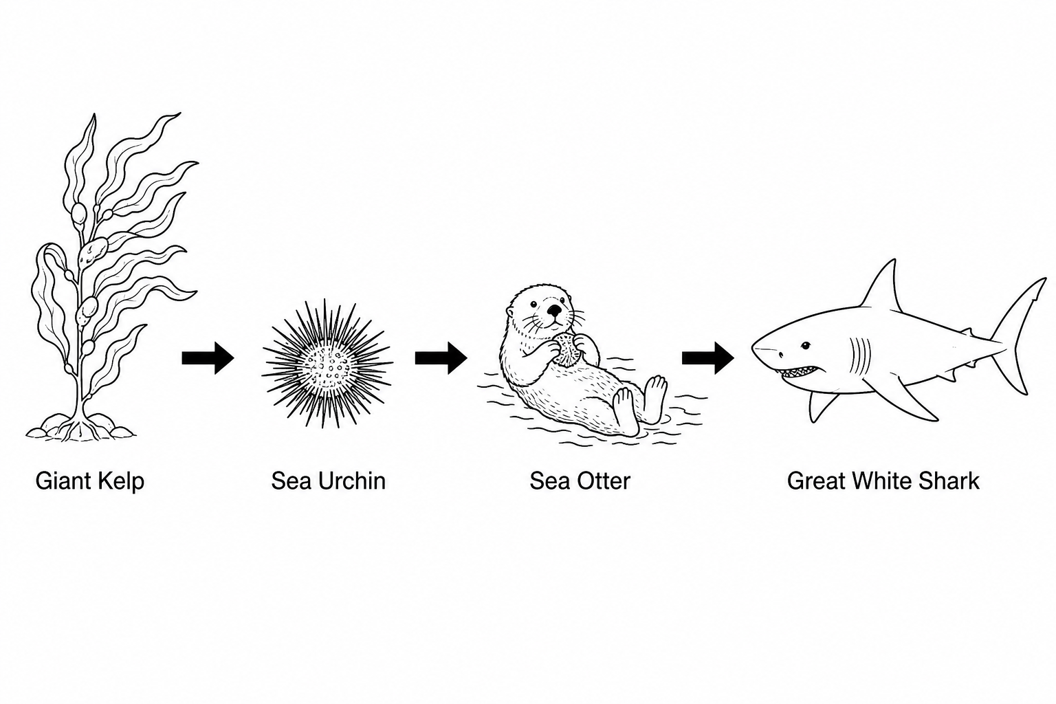 A food chain diagram showing four trophic levels: Giant Kelp (producer), Sea Urchin (primary consumer), Sea Otter (secondary consumer), and Great White Shark (tertiary consumer)