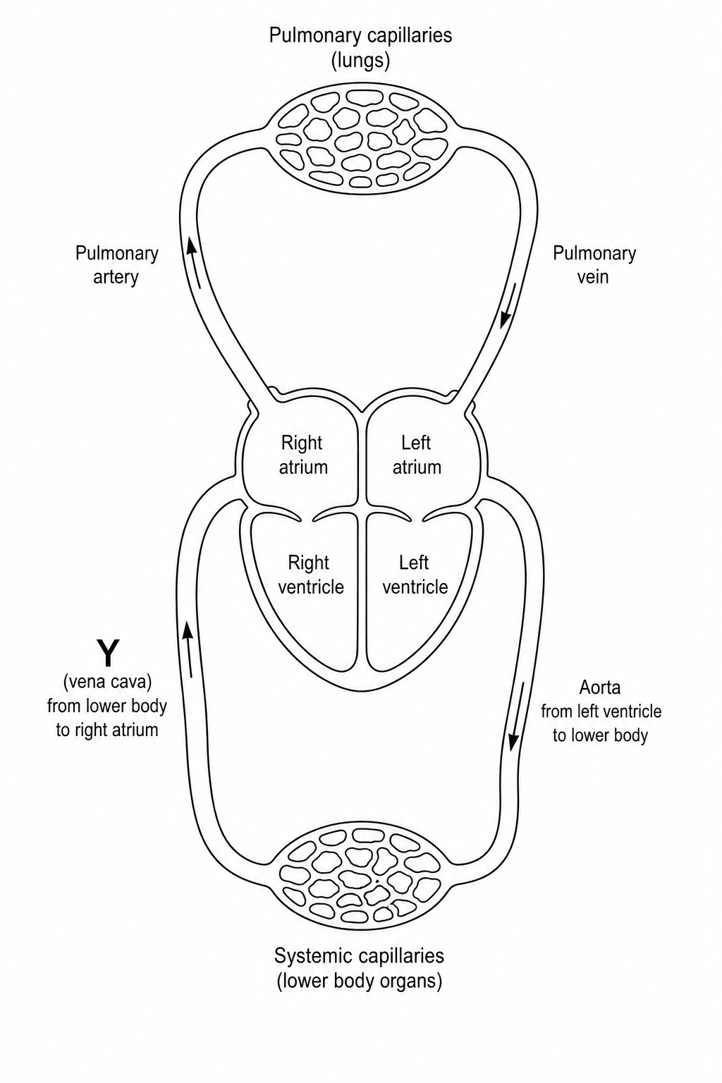 Schematic diagram of the human double circulatory system