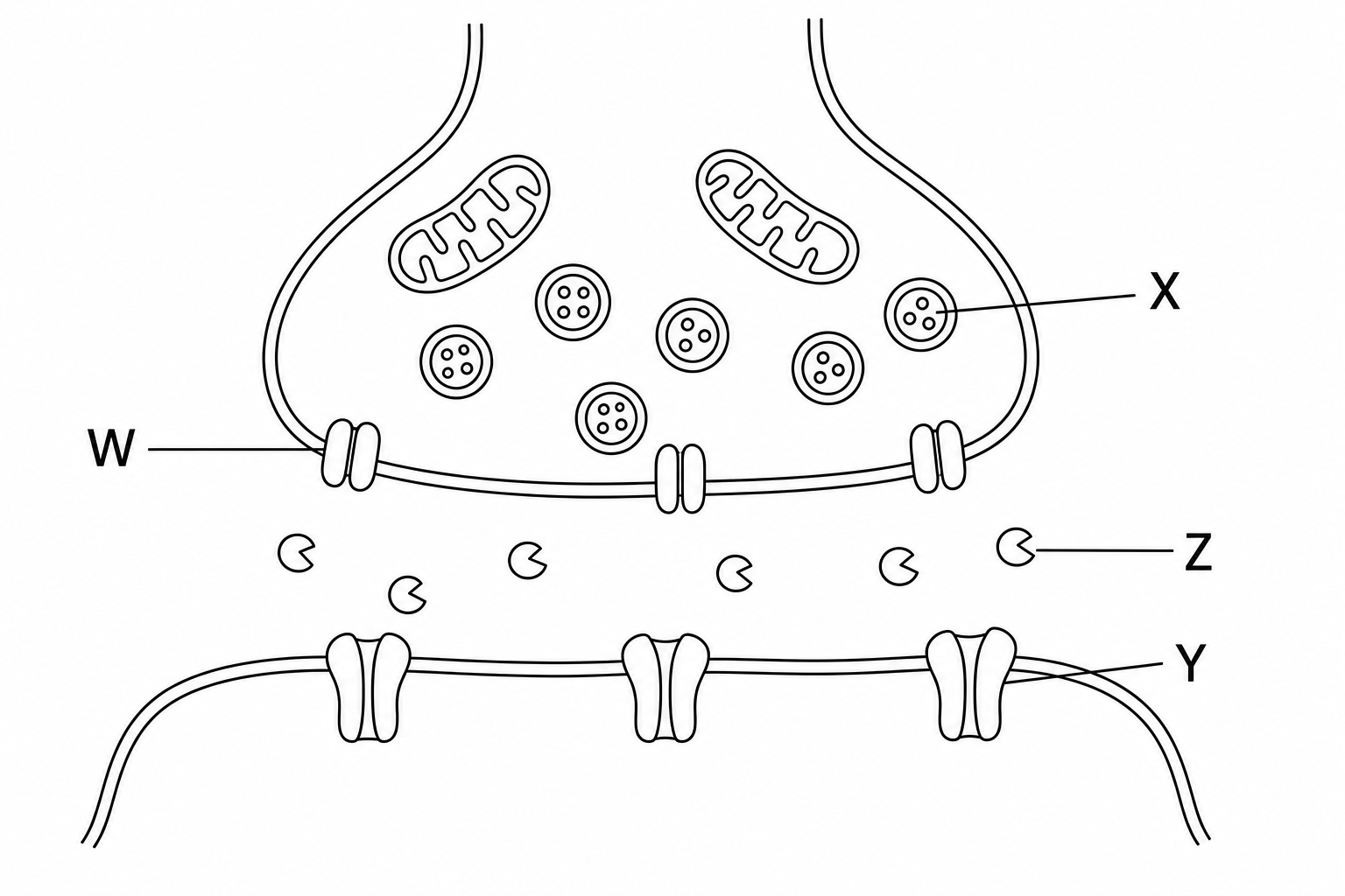 Cholinergic Synapse