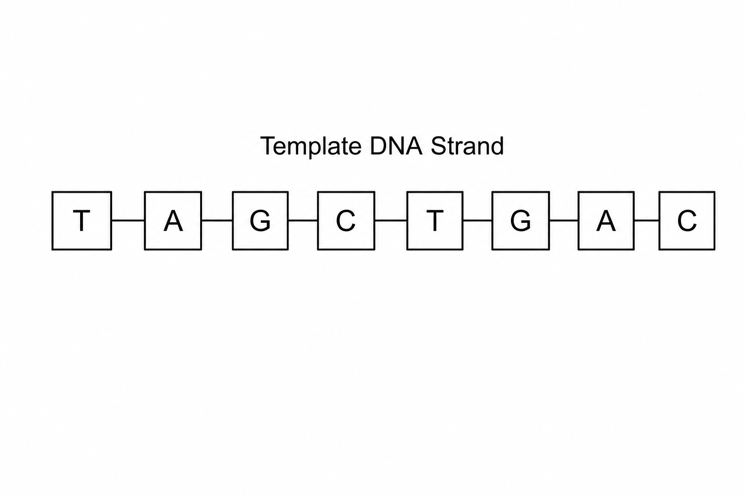 Template DNA Strand