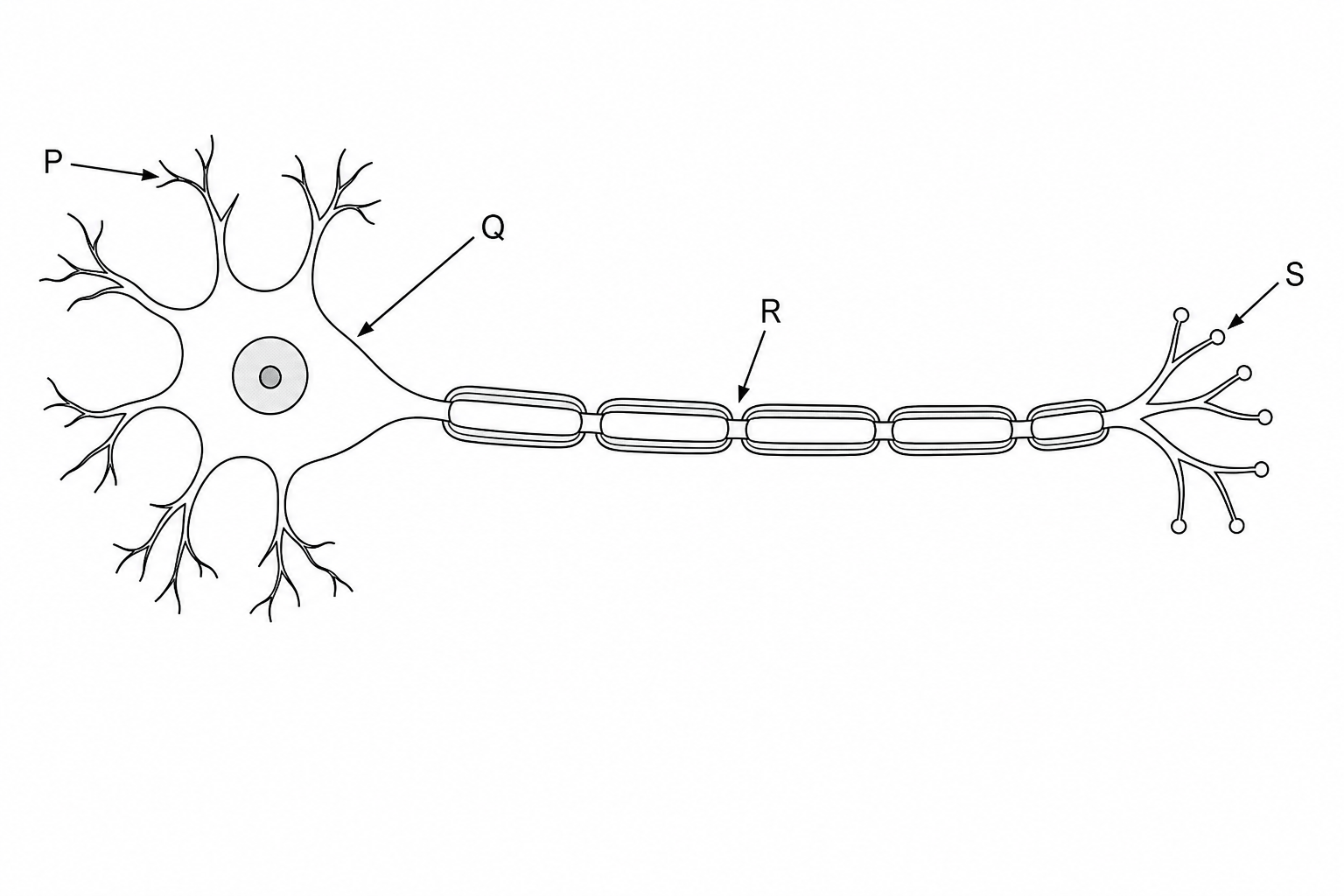 Myelinated motor neurone