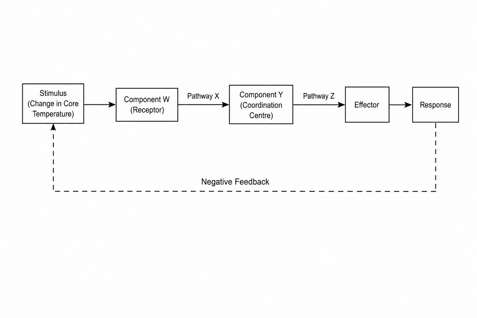 Thermoregulatory homeostatic loop