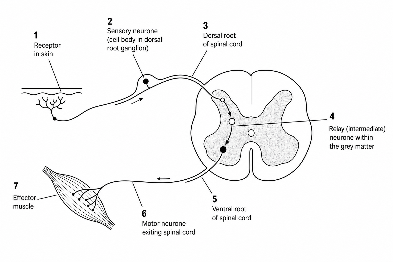 Reflex arc