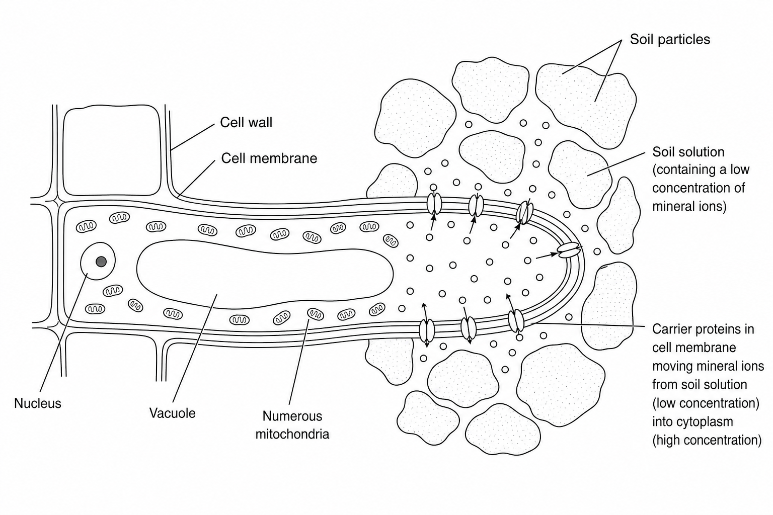 Diagram of a root hair cell transporting mineral ions