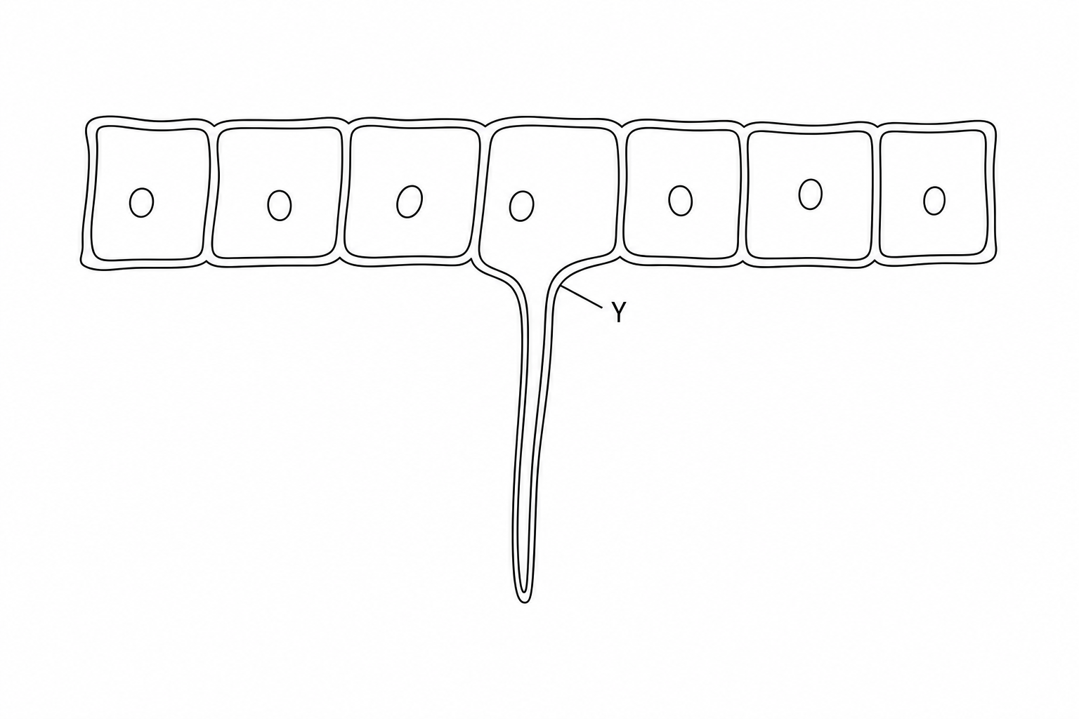 Diagram showing several plant epidermal cells next to each other, with one specialized cell labelled Y having a long, thin hair-like extension projecting outwards.