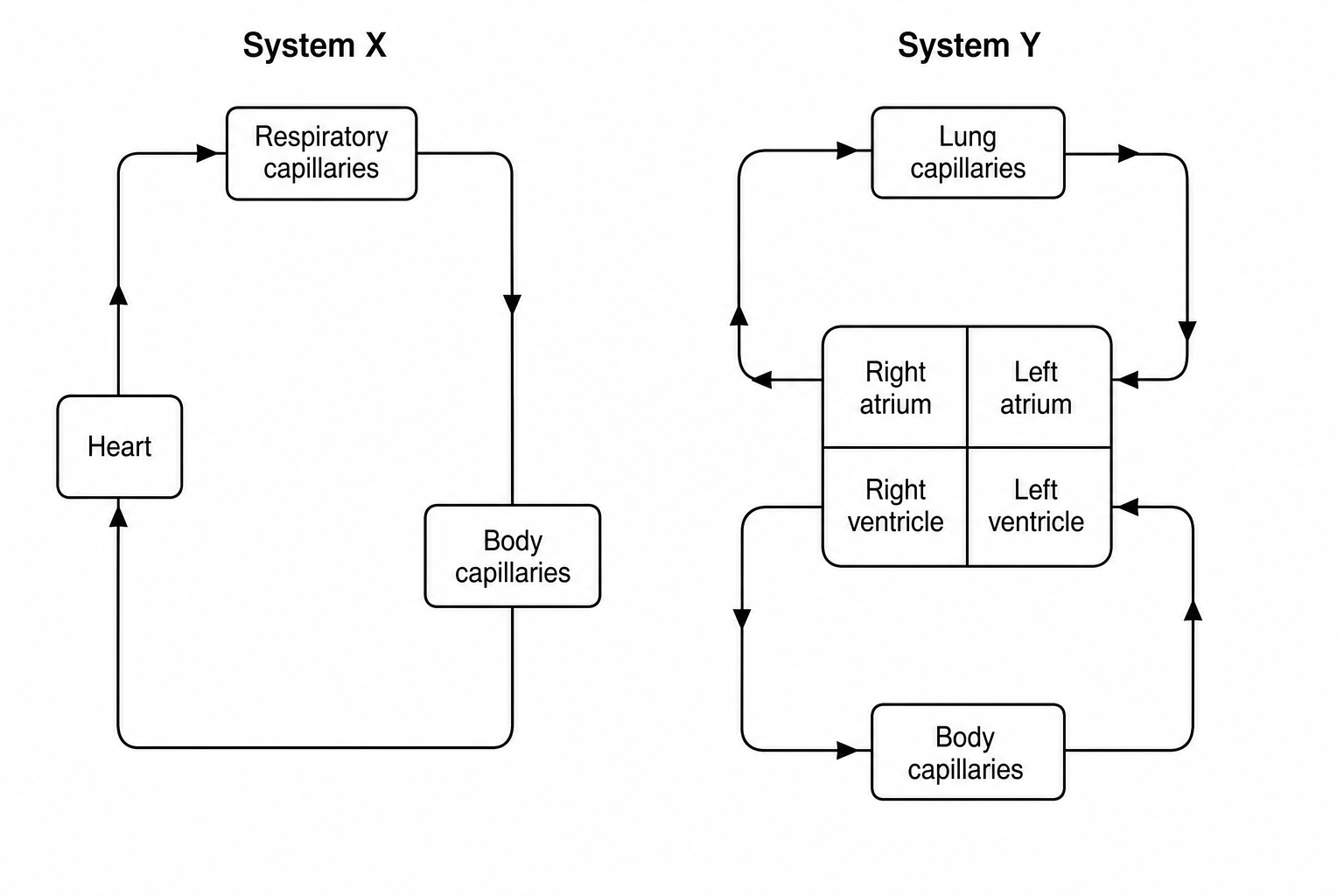 Circulatory systems comparison