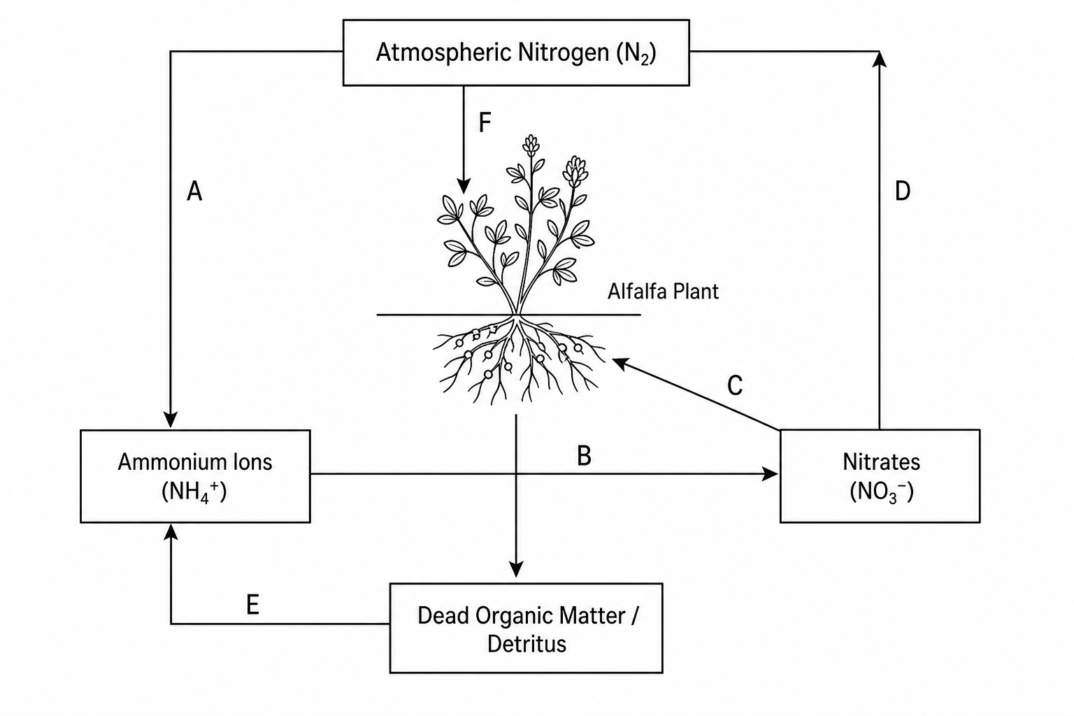 Nitrogen cycle diagram