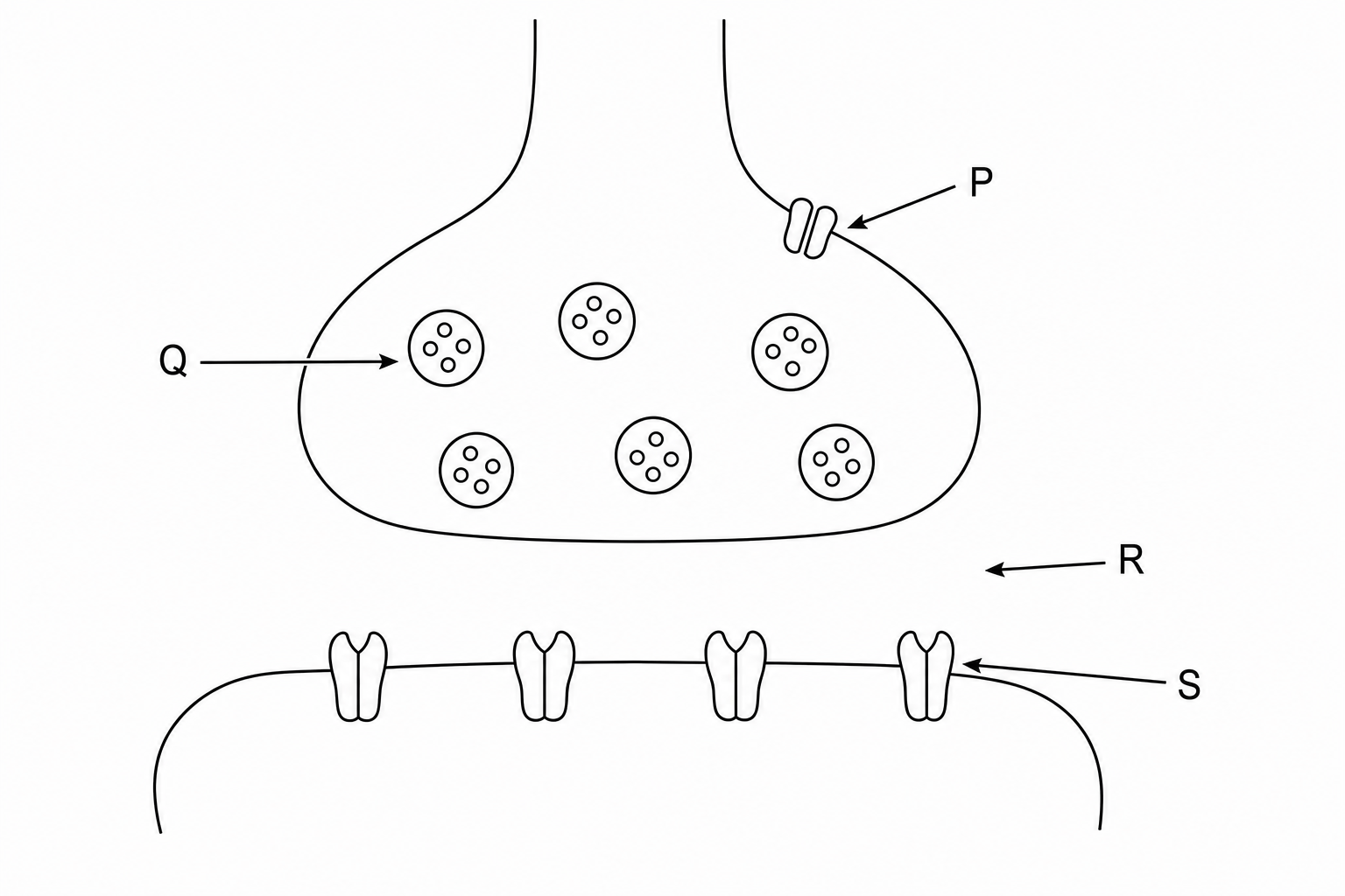 Simplified representation of a chemical synapse