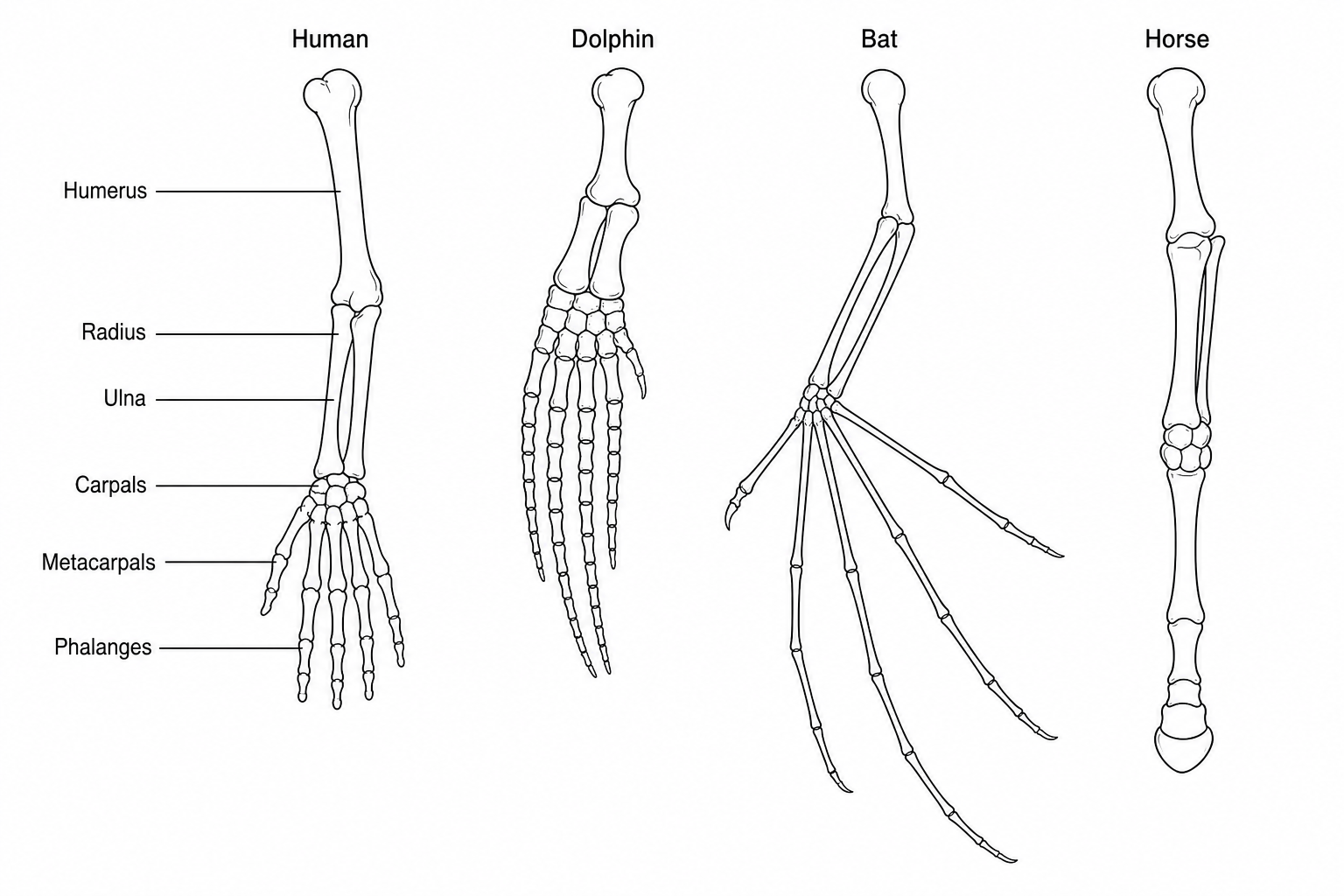 Internal skeletal structures of vertebrate forelimbs