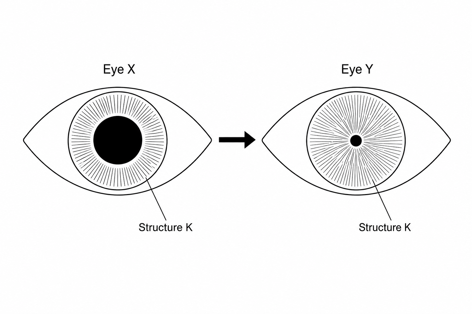 Figure 1: Two simplified diagrams of a human eye showing pupil change from Eye X (dilated) to Eye Y (constricted).