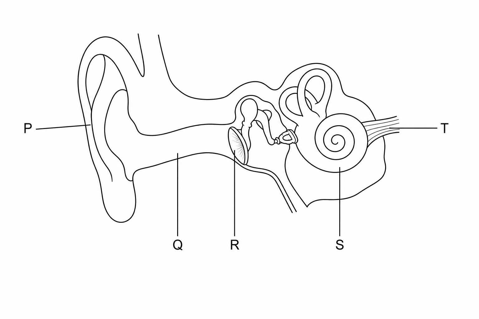 Cross-section of the human ear