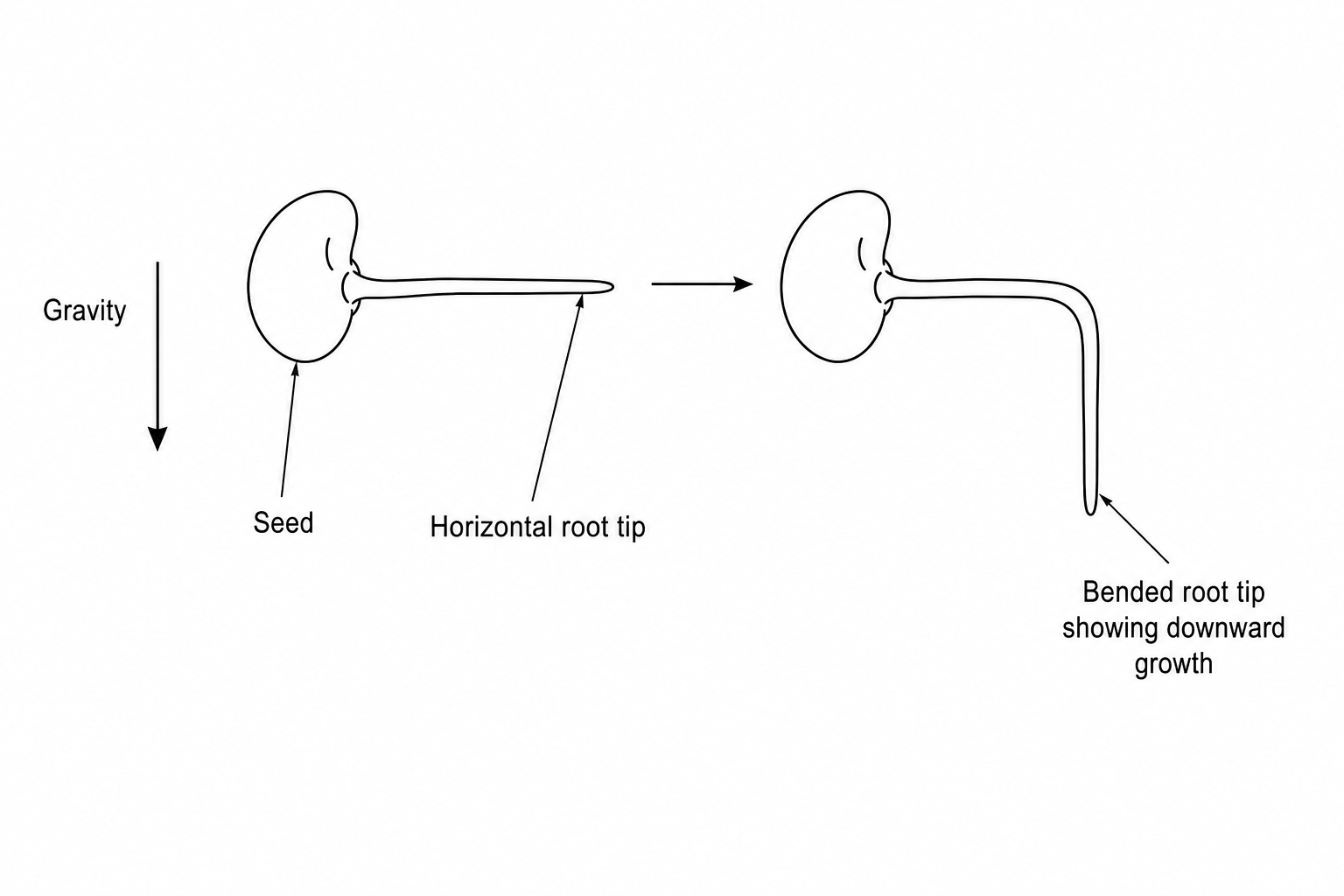 Gravitropism in a germinating seed root