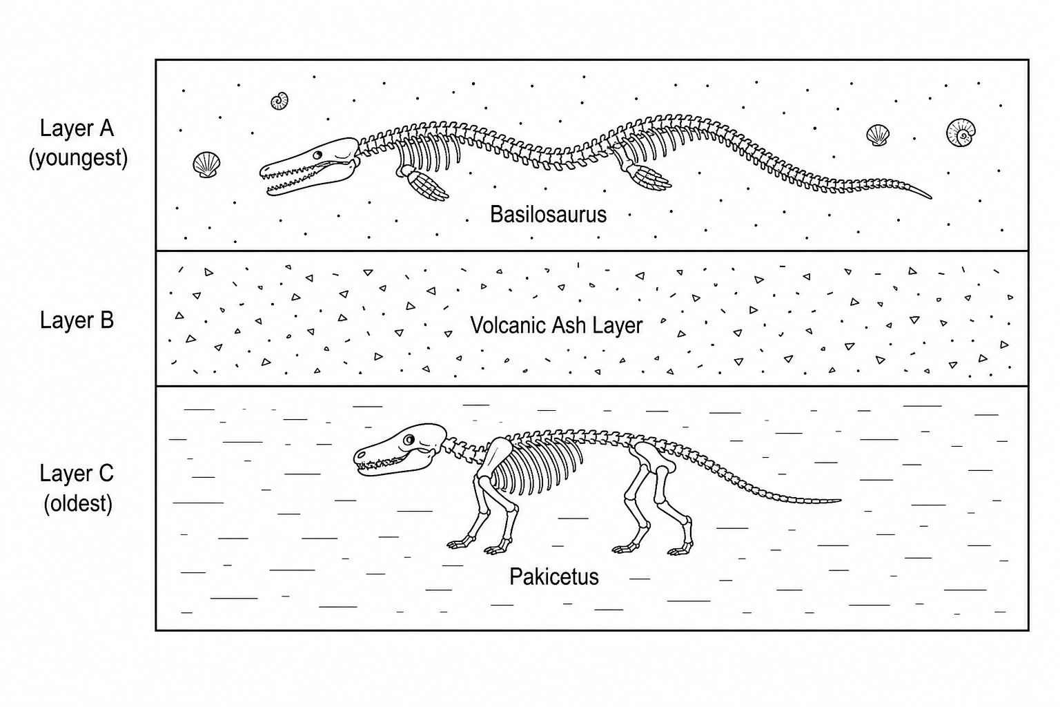 Figure 1: Stratigraphy profile of rock layers containing cetacean fossils