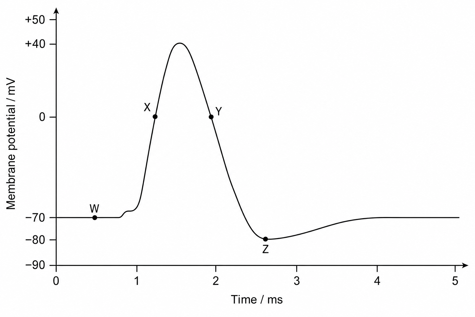 Axon Action Potential