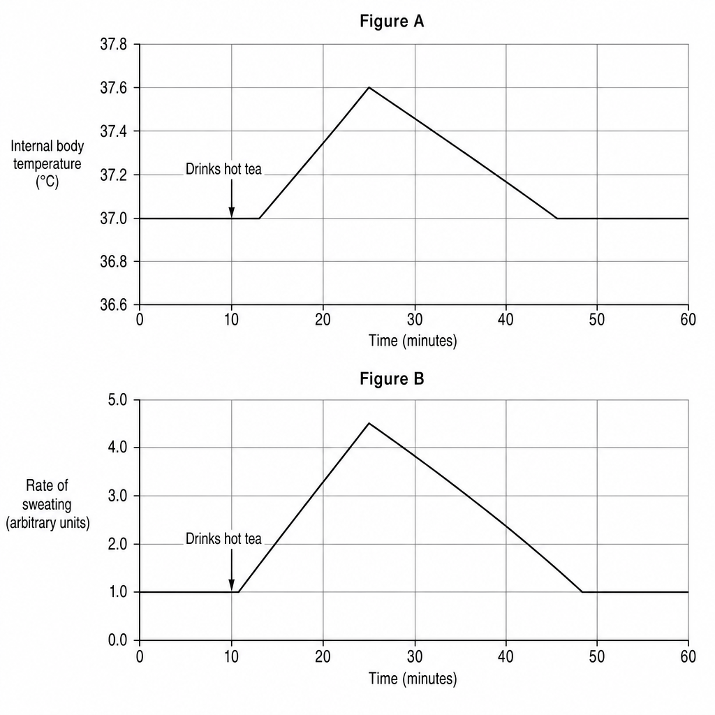 Two line graphs depicting the experimental results. Figure A shows 'Internal body temperature in ^\circ\text{C}' on the y-axis (ranging from 36.6 to 37.8, with grid lines) and 'Time in minutes' on the x-axis (ranging from 0 to 60). From 0 to 15 minutes, the line is constant at 37.0. At 15 minutes, there is an arrow labeled 'Drinks hot tea'. From 15 minutes, the temperature increases, peaking at 37.6 at 25 minutes, before declining back to 37.0 by 50 minutes and remaining constant. Figure B shows 'Rate of sweating in arbitrary units' on the y-axis (ranging from 0.0 to 5.0) and 'Time in minutes' on the x-axis. From 0 to 15 minutes, the rate is constant at 1.0. At 15 minutes, there is an arrow labeled 'Drinks hot tea'. After 15 minutes, the sweating rate increases rapidly to a peak of 4.5 at 25 minutes, before gradually falling back to 1.0 by 50 minutes.