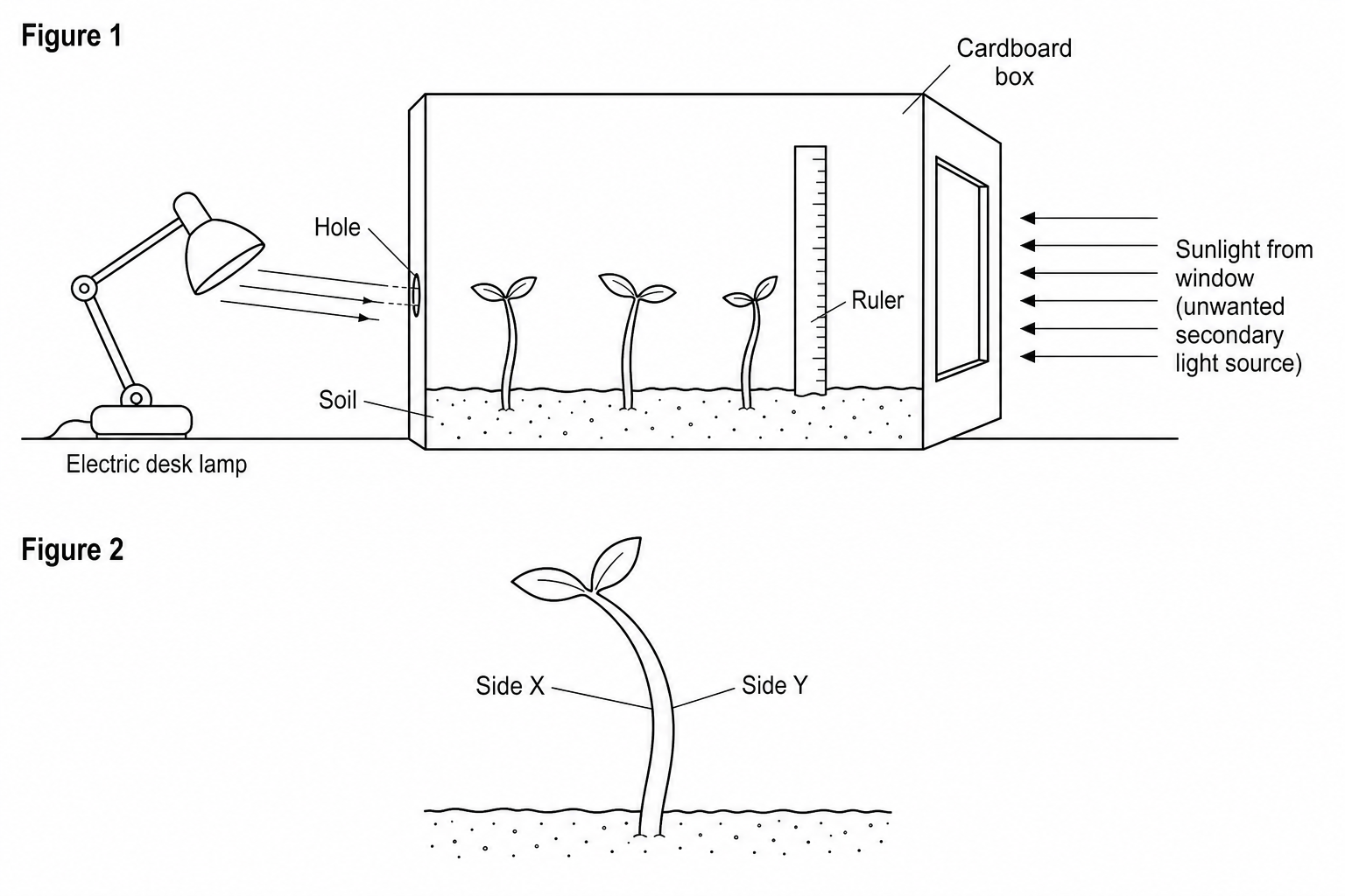 Phototropism experimental setup and close-up of a bent shoot