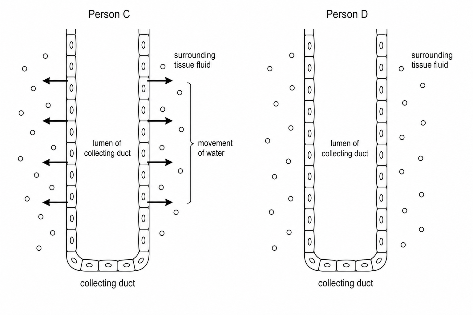 Two diagrams showing kidney nephrons side by side. Person C's diagram shows a nephron with multiple bold horizontal arrows pointing outward from the collecting duct into the surrounding space, labeled 'movement of water'. Person D's diagram shows the identical nephron structure but with no arrows pointing outward from the collecting duct, indicating no active movement of water out of the tubule.
