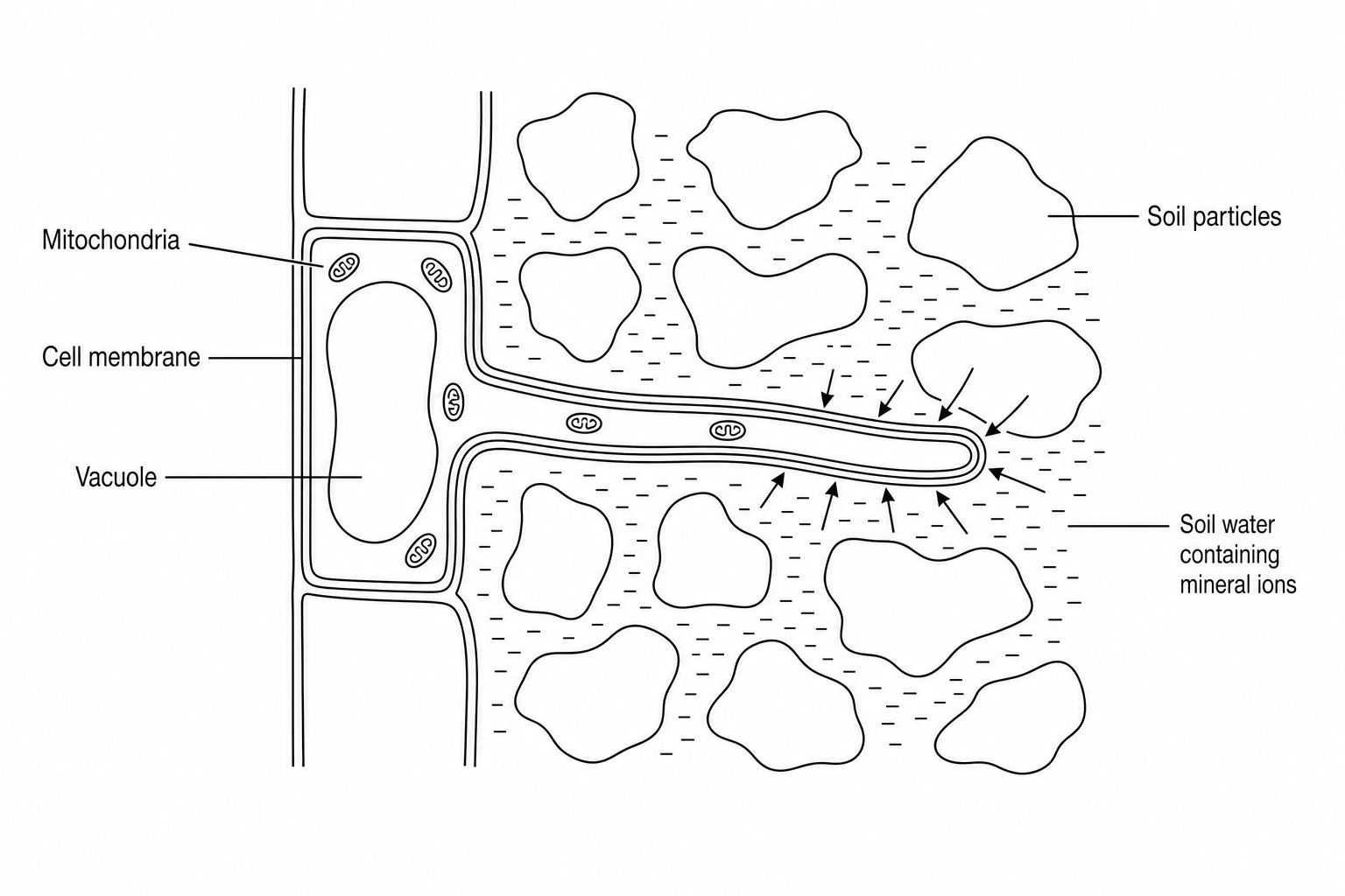 A root hair cell extending into soil particles, showing soil water containing mineral ions, mitochondria, and a vacuole.