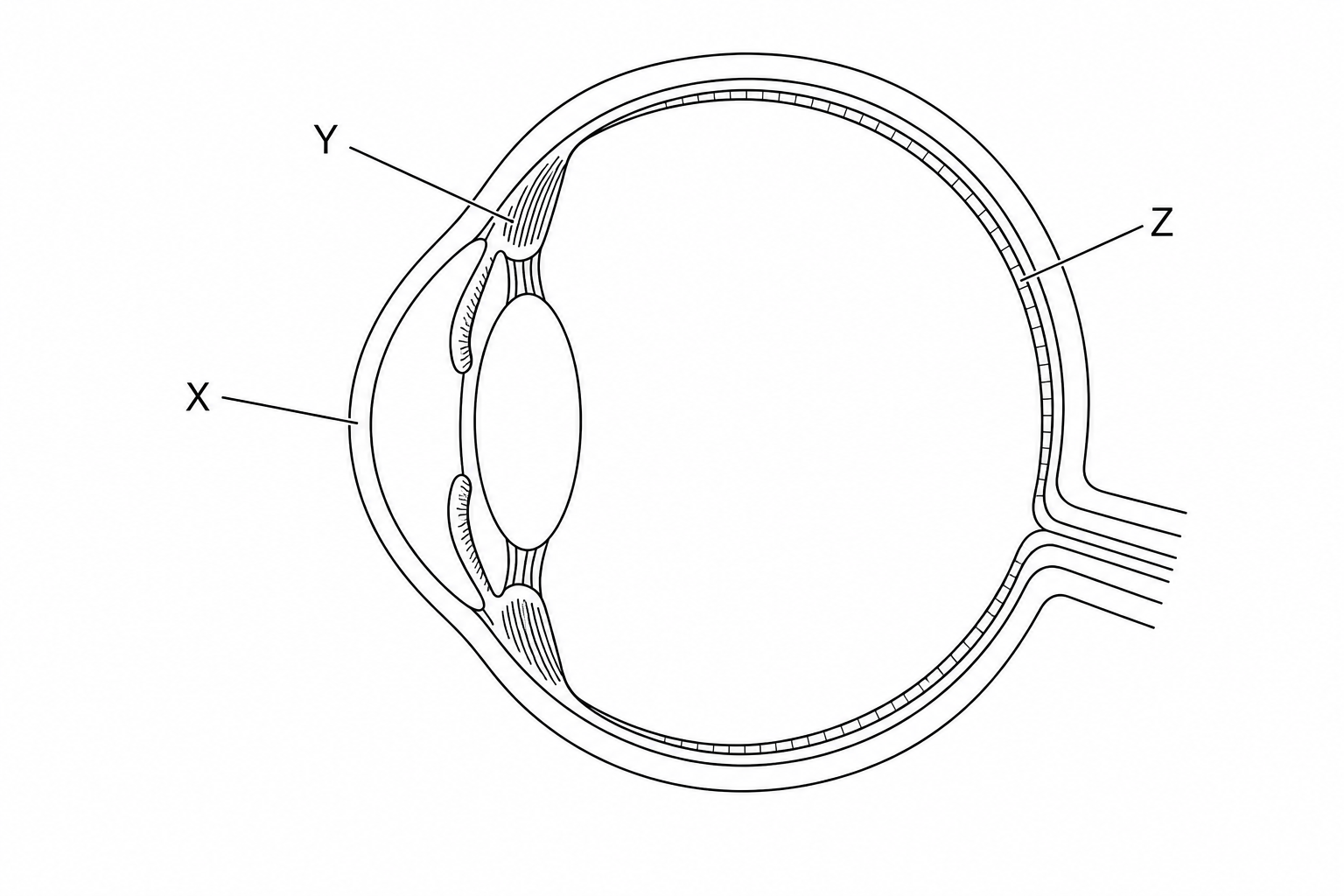 Cross-section of the human eye