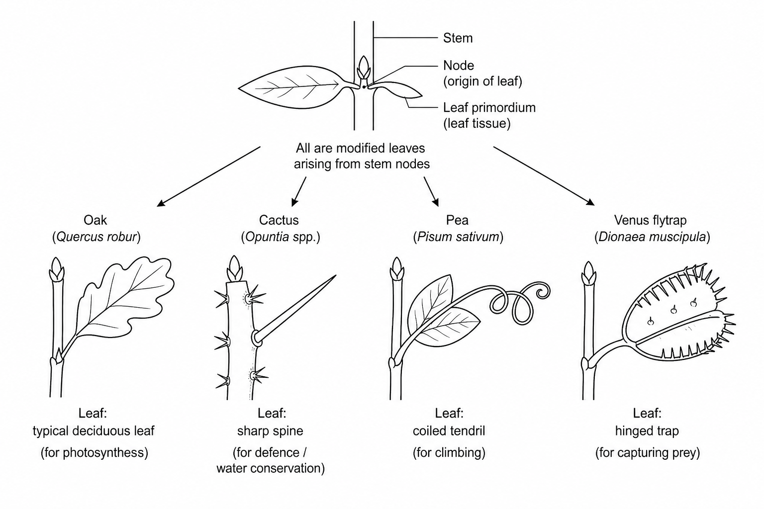 Figure 1: Diagram showing the anatomical similarities and different functions of modified leaf structures in four plant species.