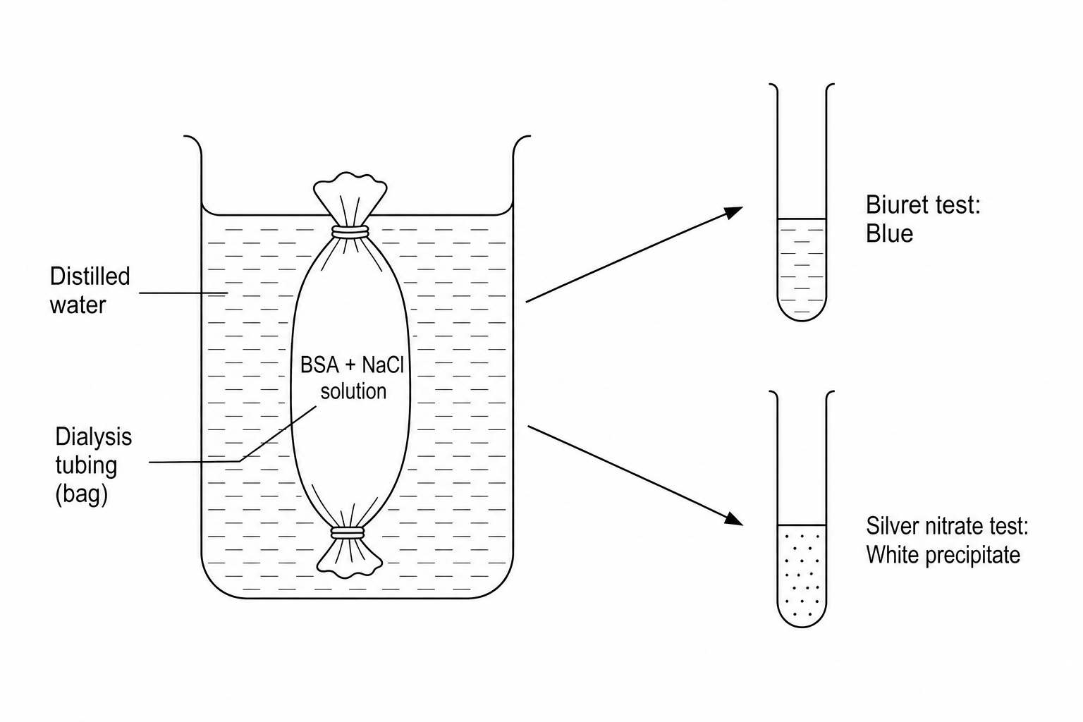 Dialysis membrane cell model experiment