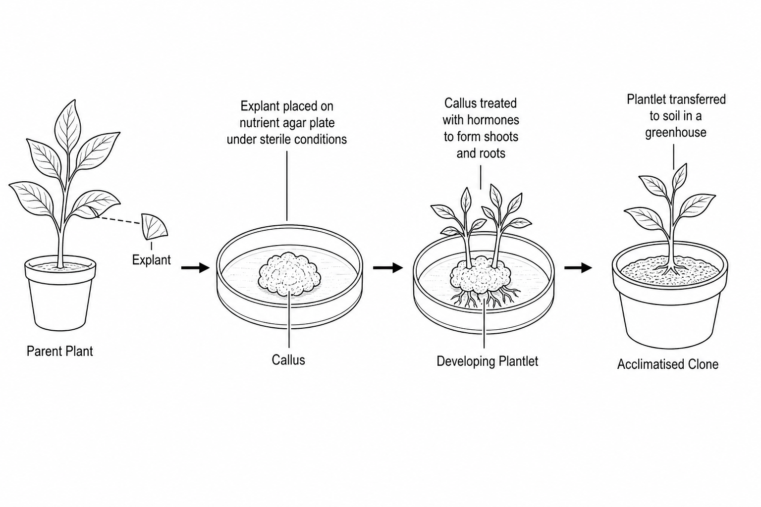 Stages of Micropropagation
