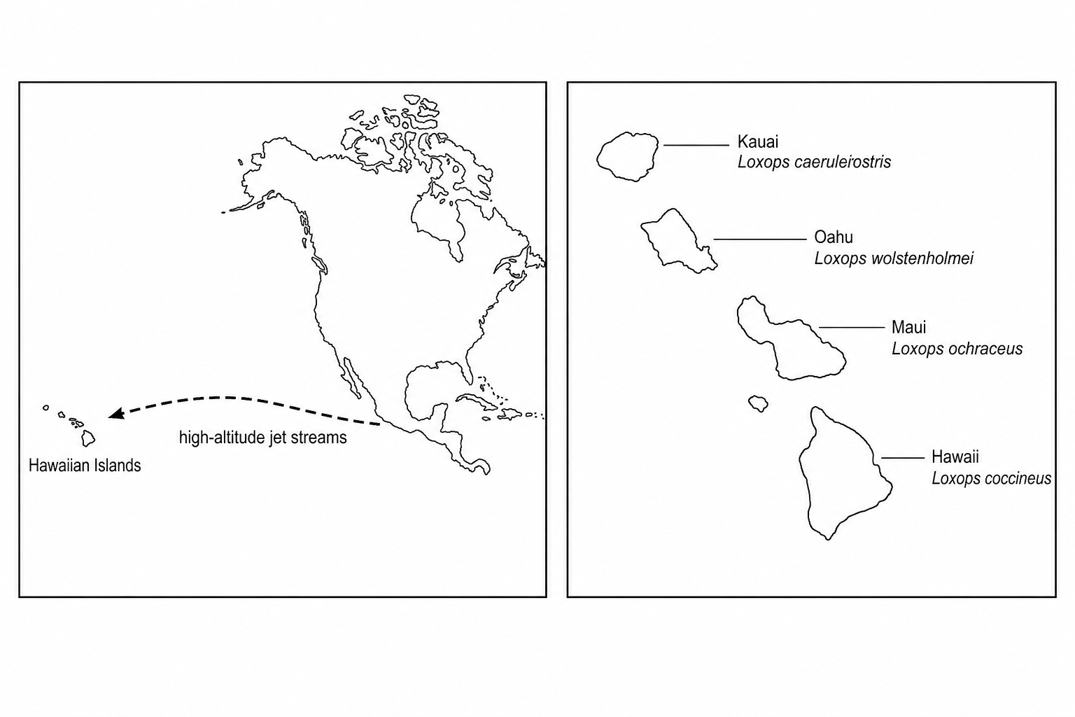 A two-panel map. Panel 1 shows the Pacific Ocean with North America on the right and the Hawaiian Islands on the left, with a dashed arrow representing high-altitude jet streams blowing westward. Panel 2 shows the Hawaiian Islands (Kauai, Oahu, Maui, Hawaii) with labels of different honeycreeper species: Loxops caeruleirostris on Kauai, Loxops wolstenholmei on Oahu, Loxops ochraceus on Maui, and Loxops coccineus on Hawaii.