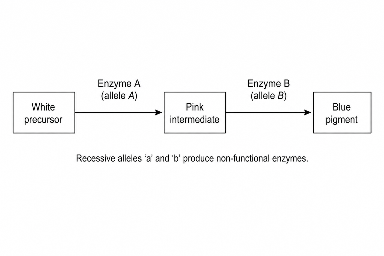 Flower Pigment Pathway
