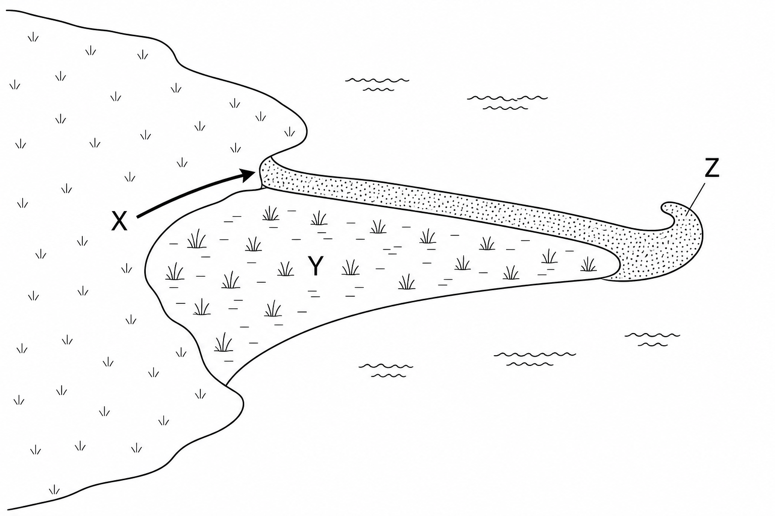 A coastal spit showing processes and features labelled X, Y, and Z.