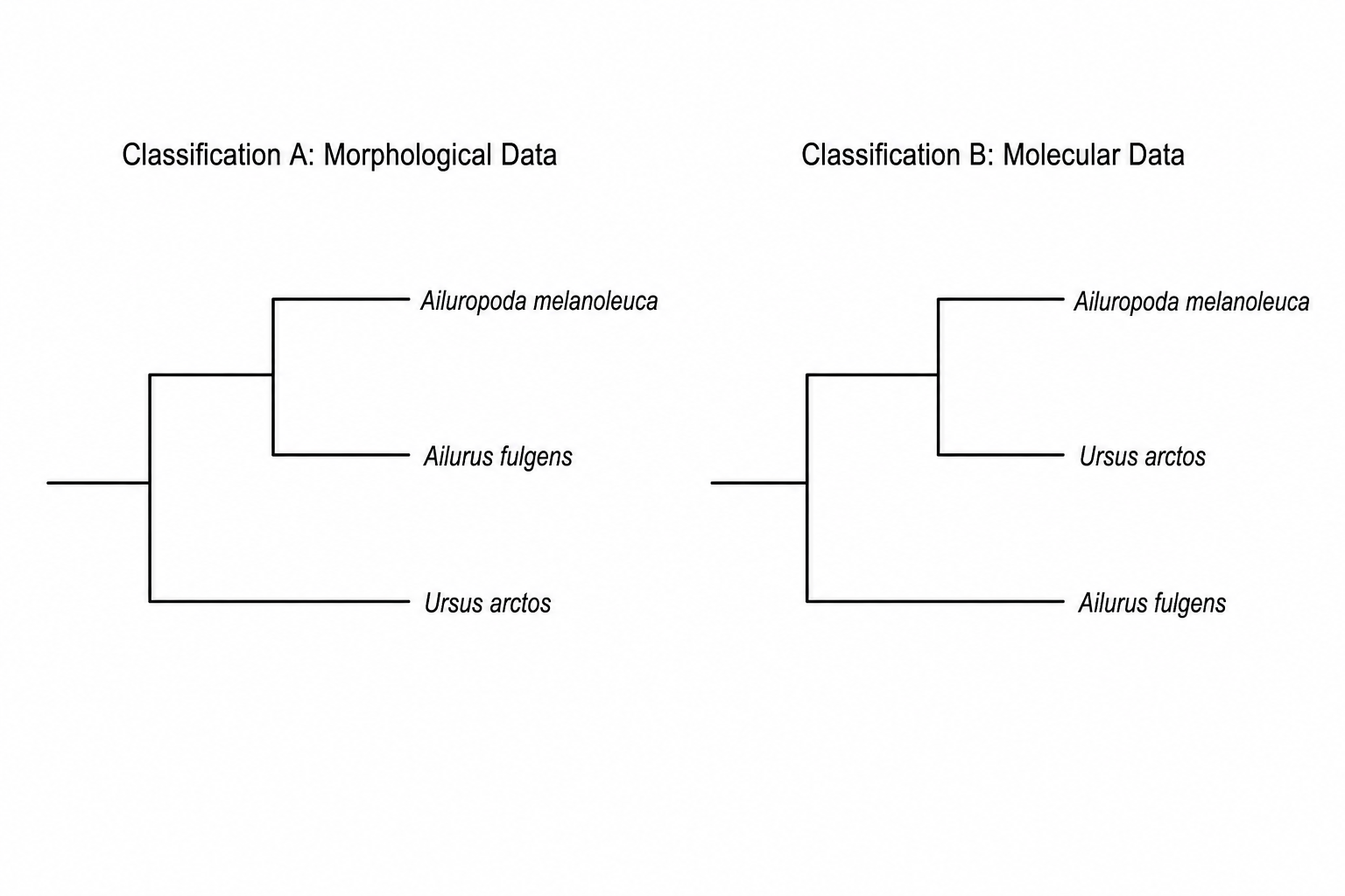 Phylogenetic trees comparing classifications of the giant panda, red panda, and grizzly bear