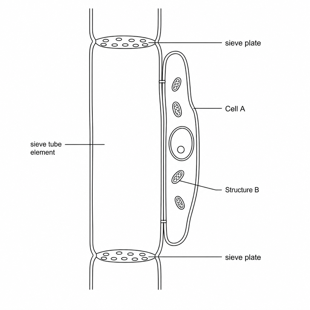 A diagram showing a longitudinal section of phloem tissue. A long, hollow phloem sieve tube element is shown with perforated sieve plates at both ends. Adjacent to this tube is a companion cell, labeled Cell A, which contains a large nucleus and many small, oval-shaped organelles, labeled Structure B.