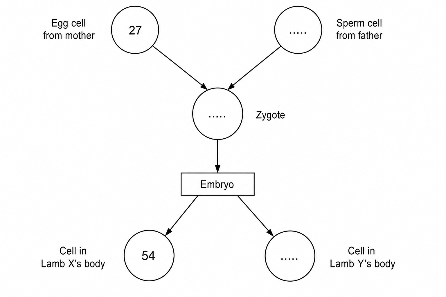 A flowchart depicting chromosome numbers during fertilization and embryo splitting in sheep.