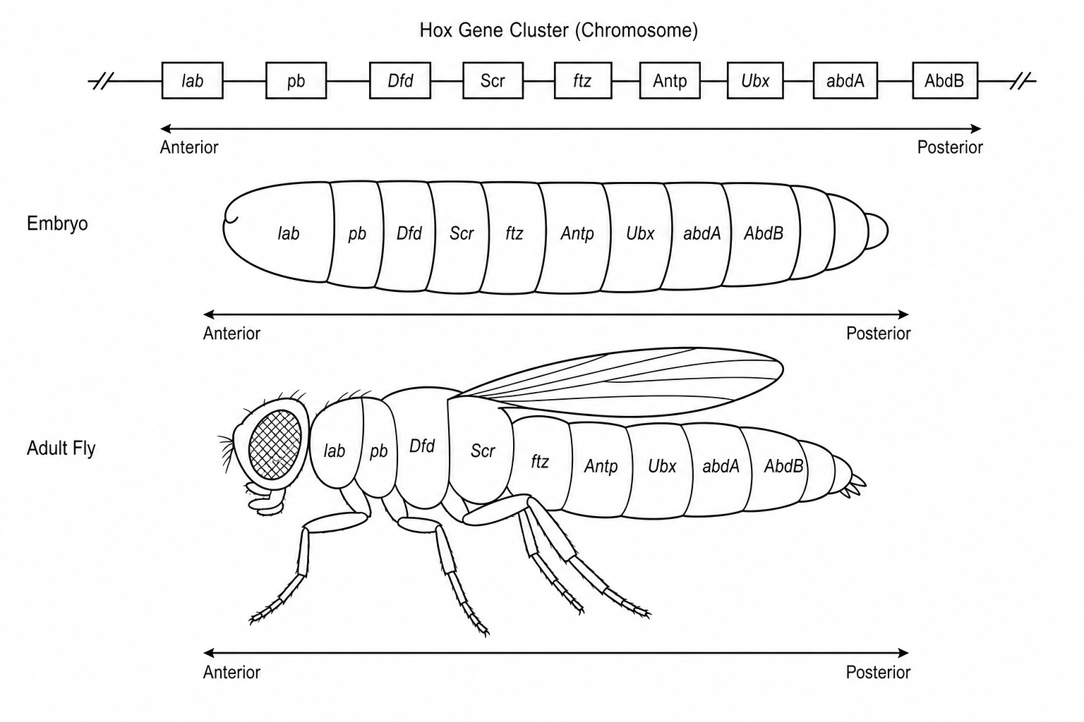 Hox gene expression and collinearity