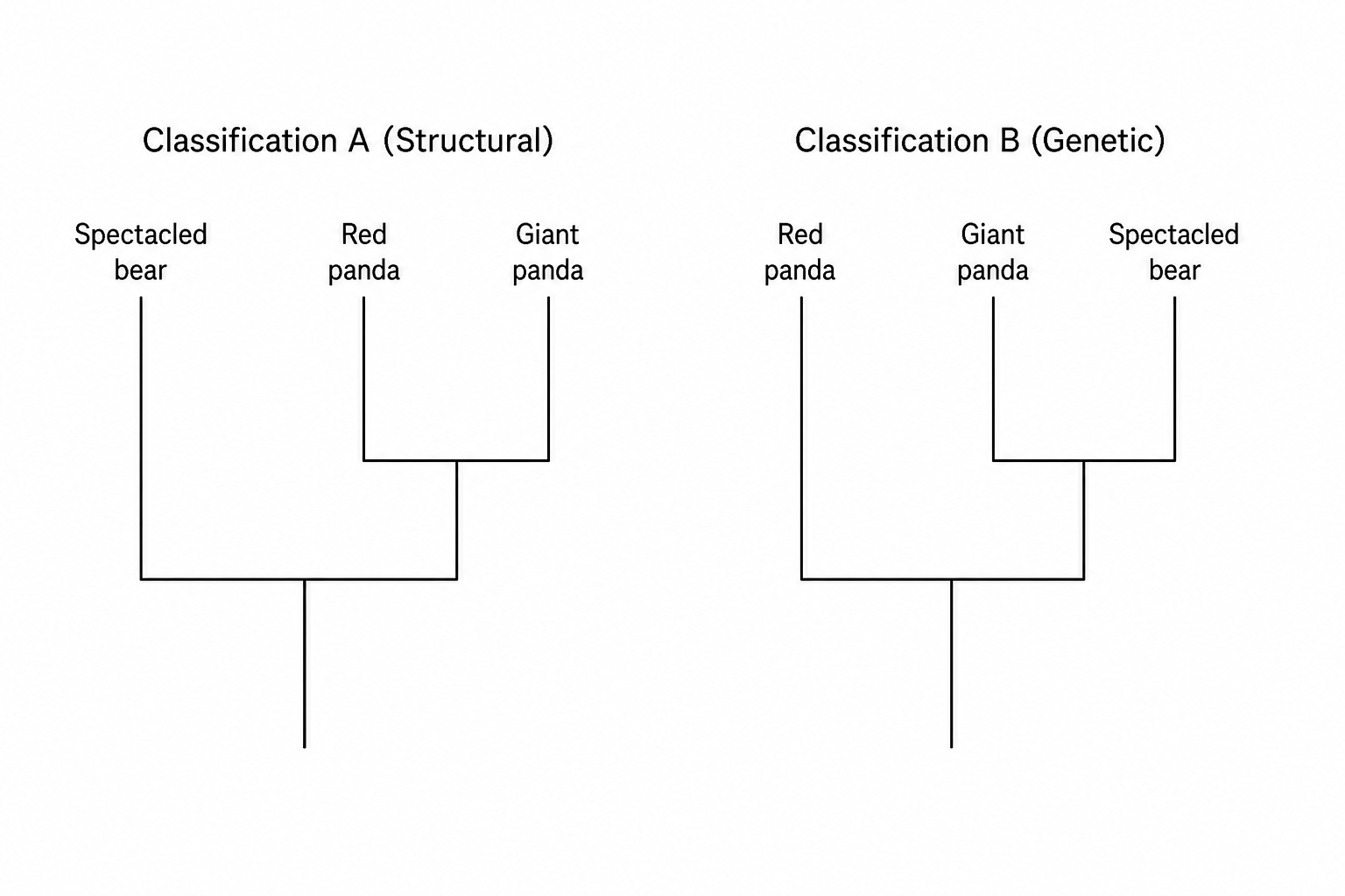 Phylogenetic trees showing structural vs genetic classifications of three species: spectacled bear, red panda, and giant panda.